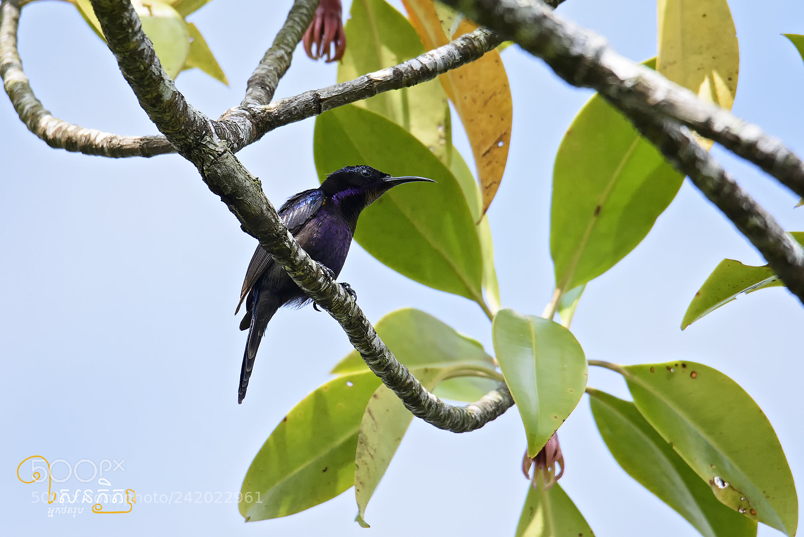 Nikon D810 sample photo. Purple sunbird photography