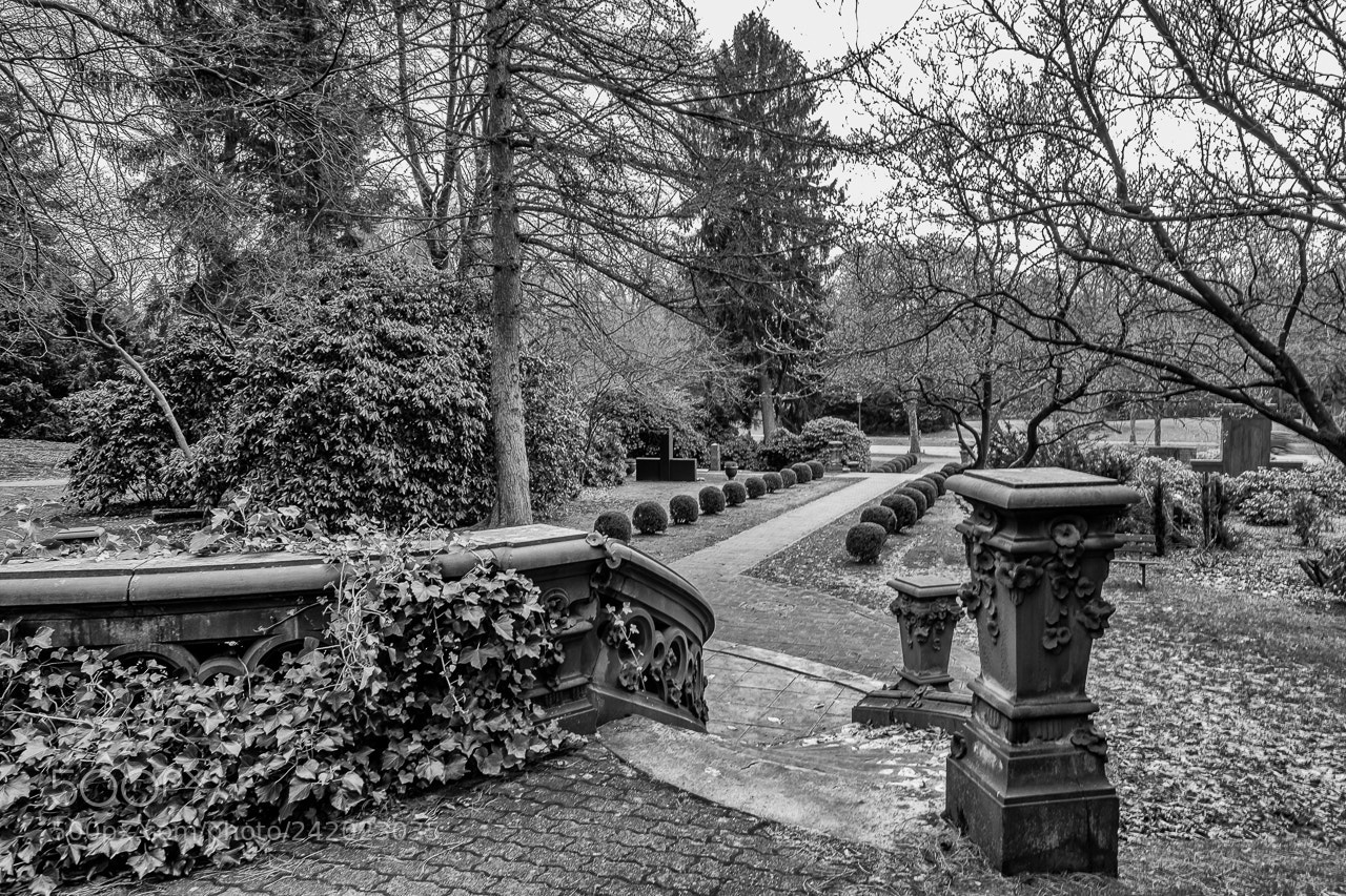 Fujifilm X-Pro2 sample photo. Park landscape photography