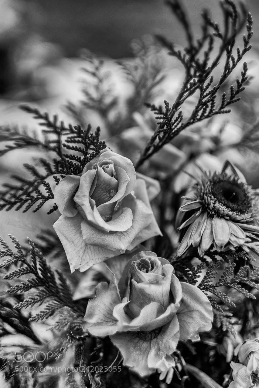 Fujifilm X-Pro2 sample photo. Flowers photography