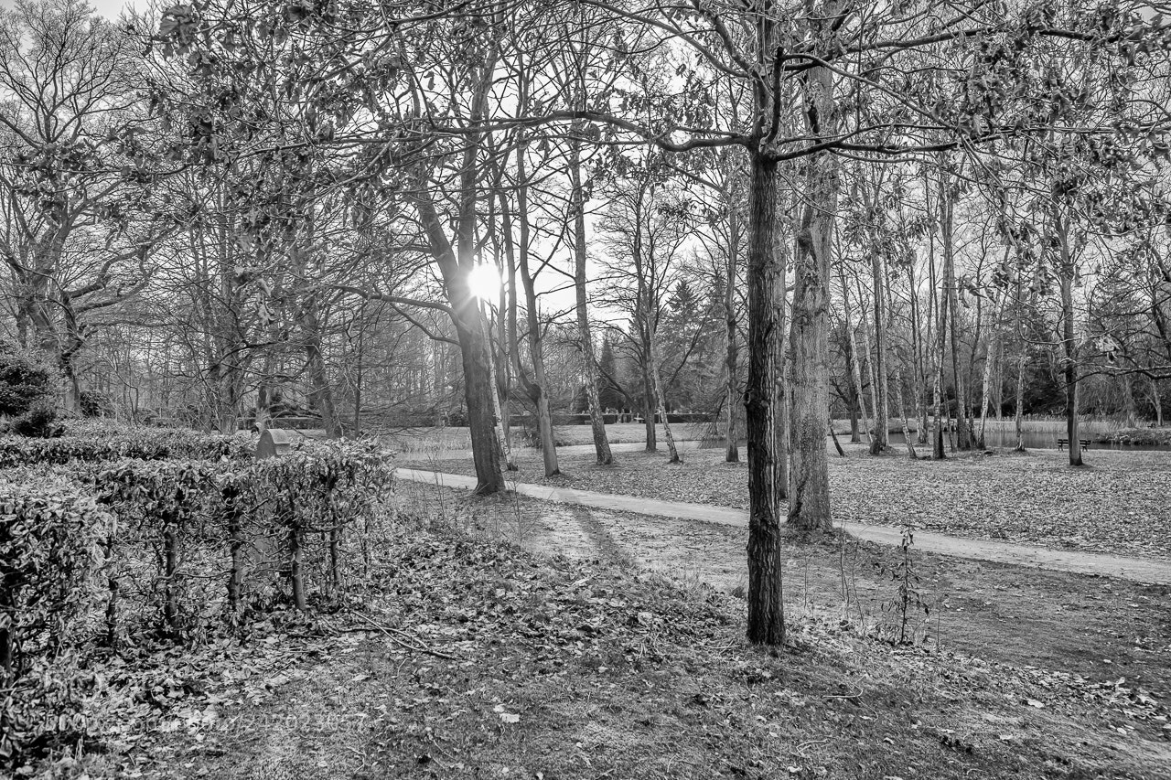 Fujifilm X-Pro2 sample photo. Park landscape photography