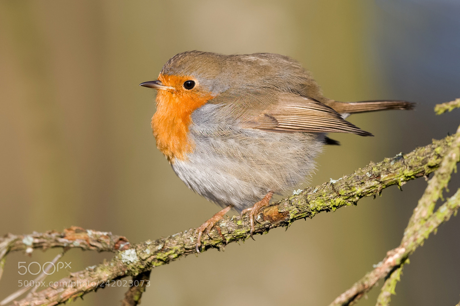 Nikon D500 sample photo. Erithacus rubecula photography