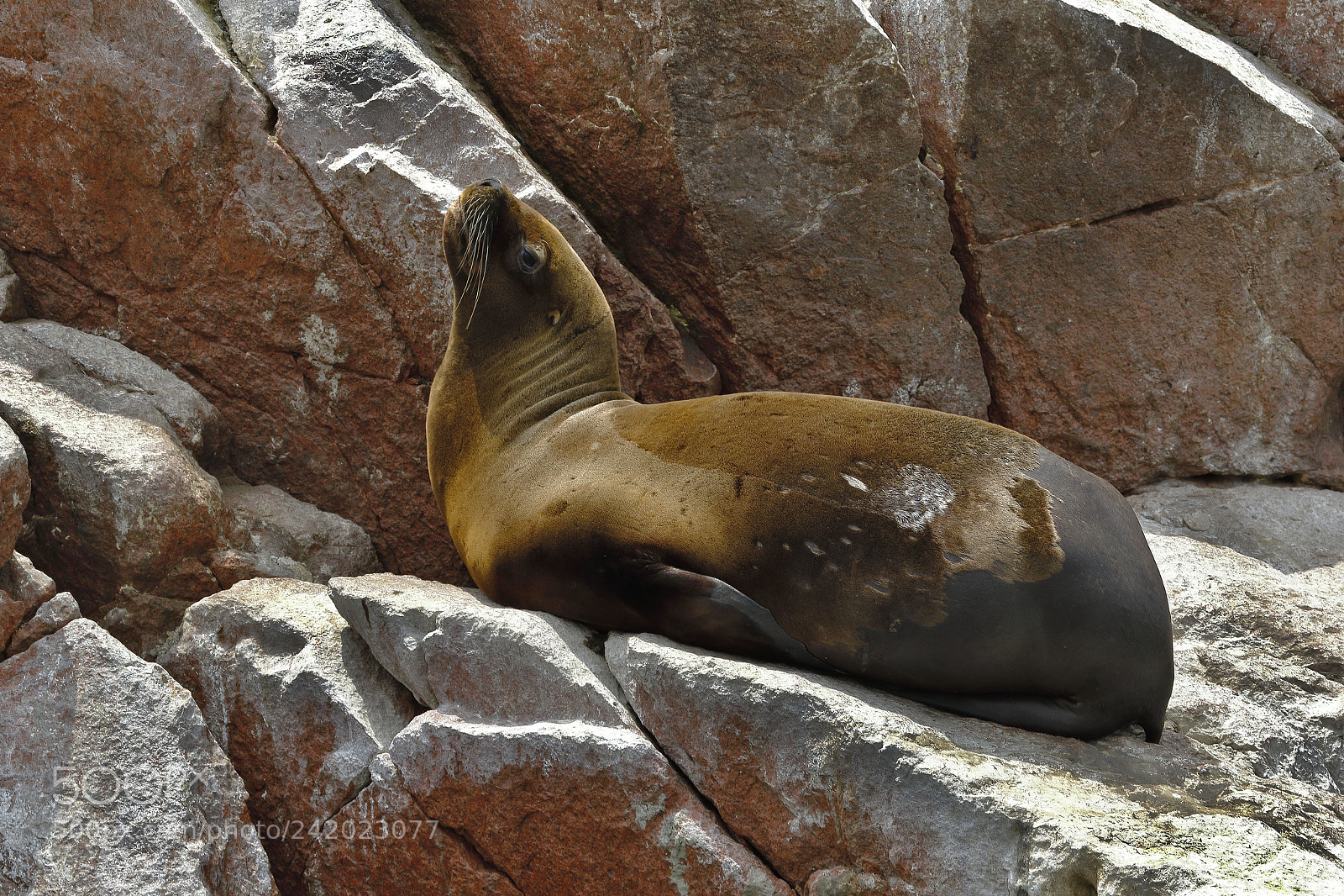 Canon EOS 7D Mark II sample photo. Lobo marino peruano arctophoca photography