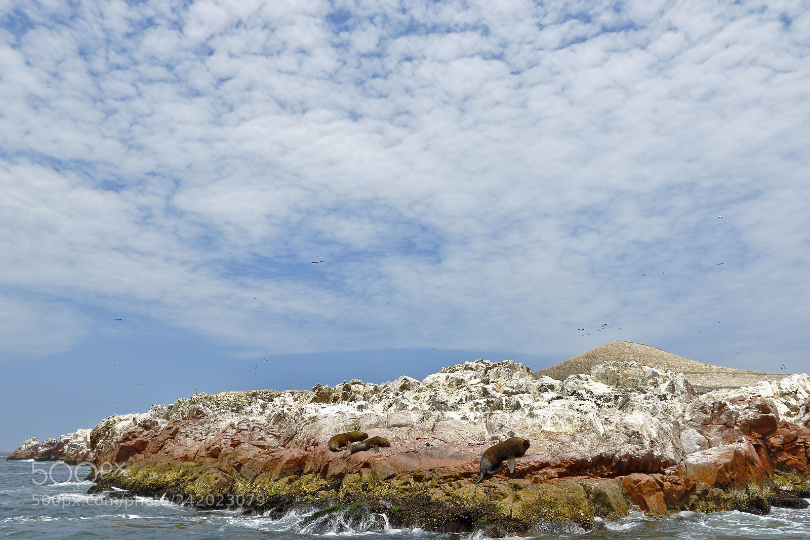 Canon EOS 7D Mark II sample photo. Islote y lobos marinos photography