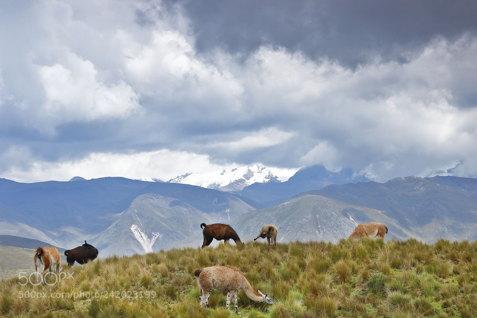 Canon EOS 600D (Rebel EOS T3i / EOS Kiss X5) sample photo. Manada de llamas photography