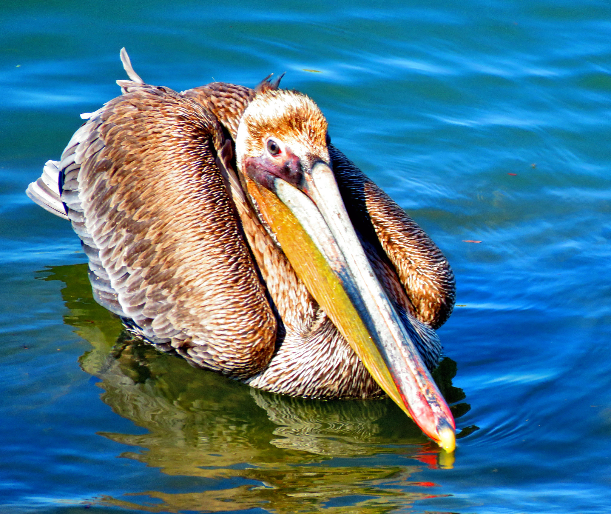3.8 - 247.0 mm sample photo. Pelican swimming in the ocean photography