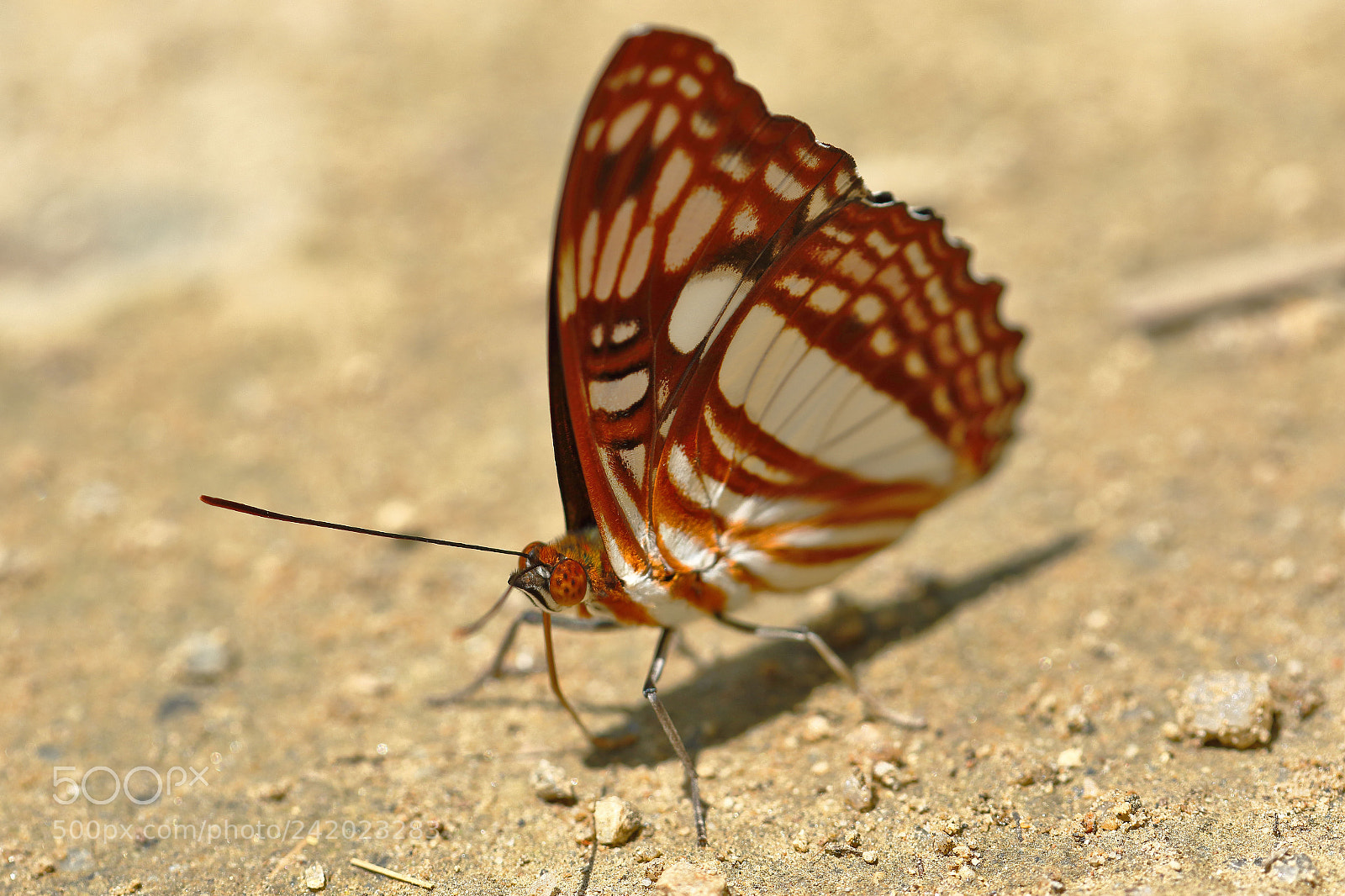 Canon EOS 7D Mark II sample photo. Mariposa (adelpha erotia) photography
