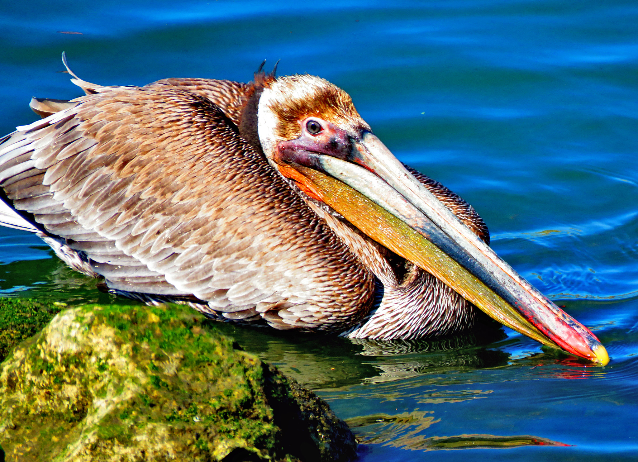 Canon PowerShot SX60 HS + 3.8 - 247.0 mm sample photo. Pelican swimming in the ocean two photography