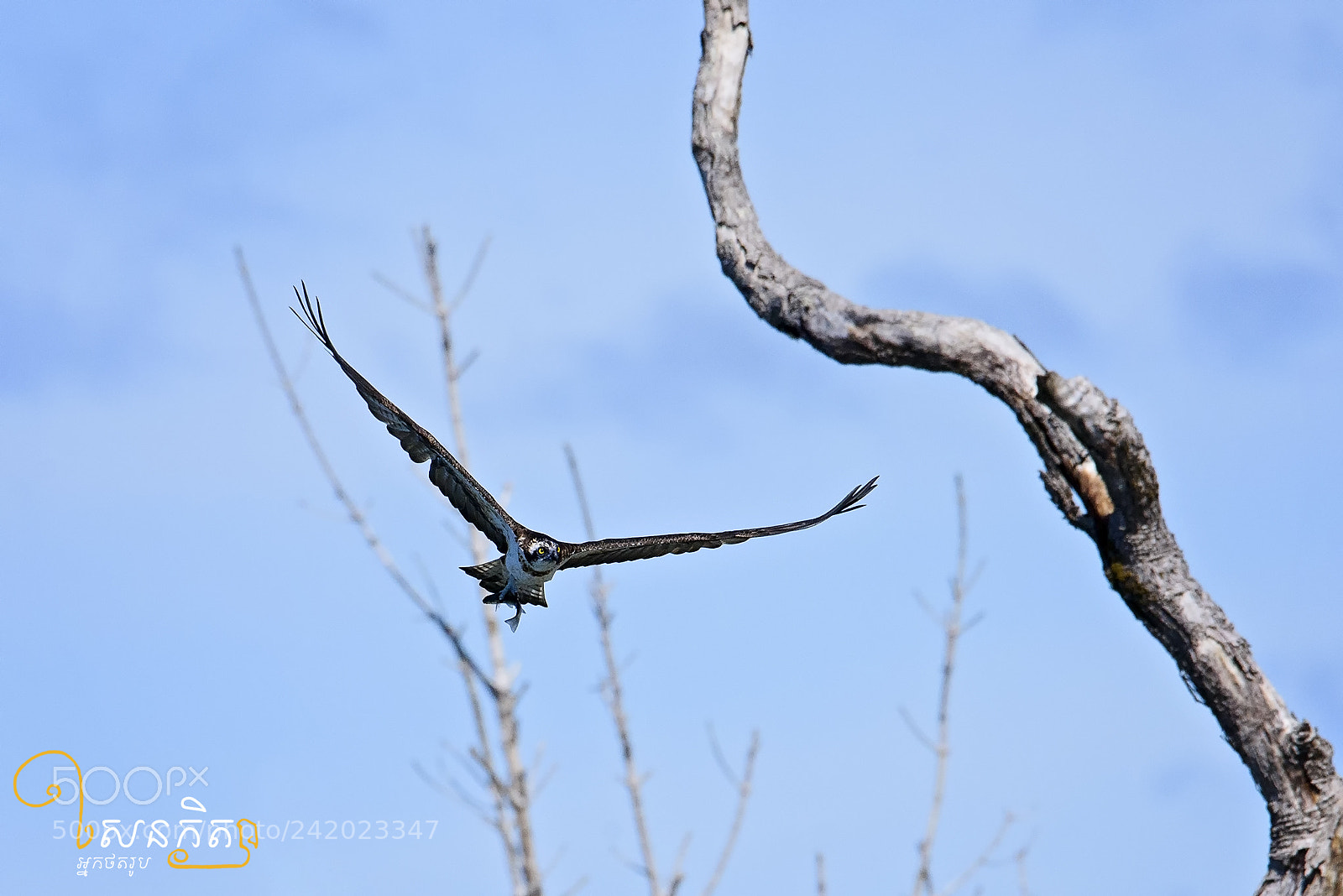 Nikon D810 sample photo. Osprey photography