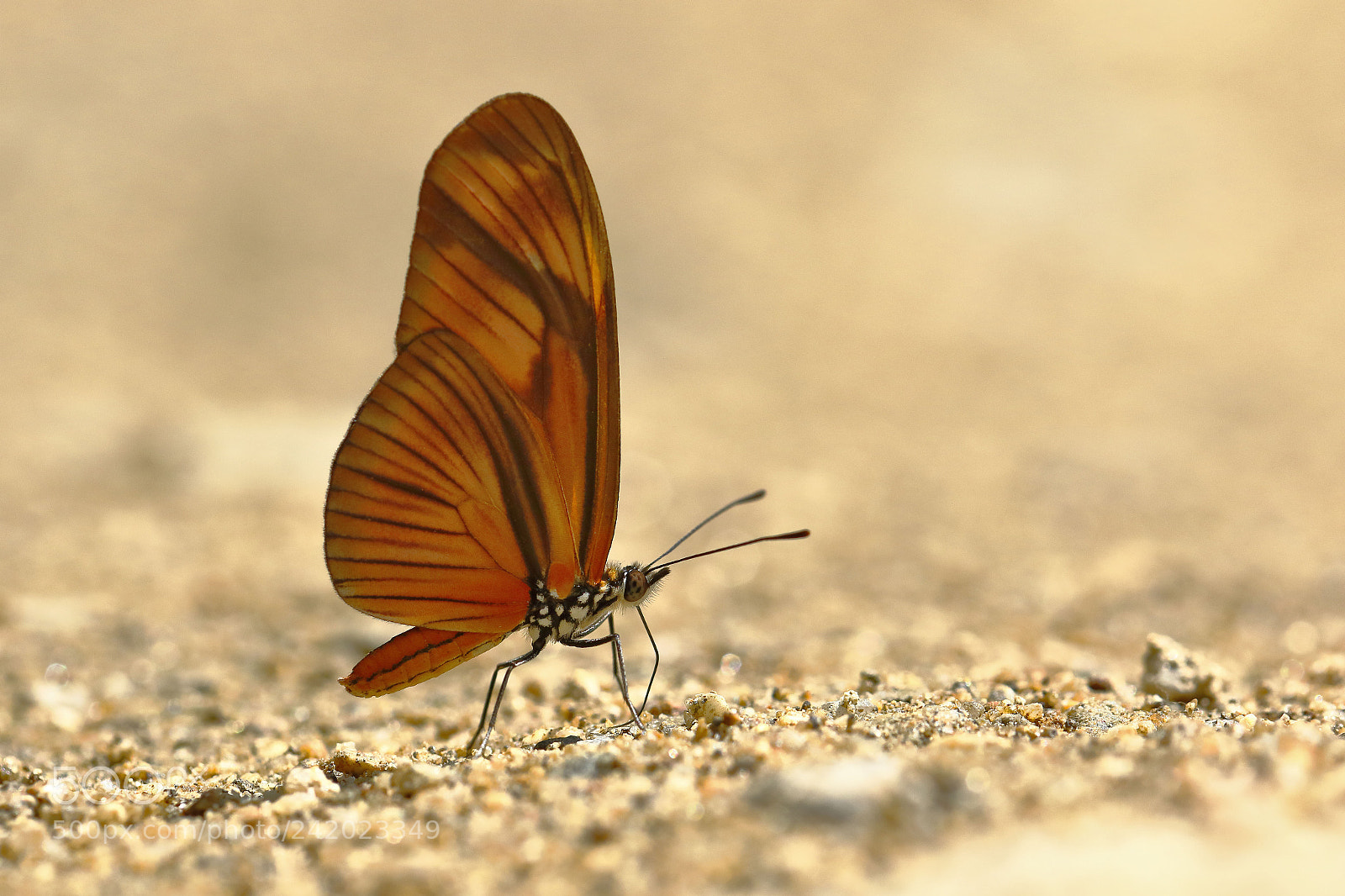 Canon EOS 7D Mark II sample photo. Mariposa (dryas julia) photography