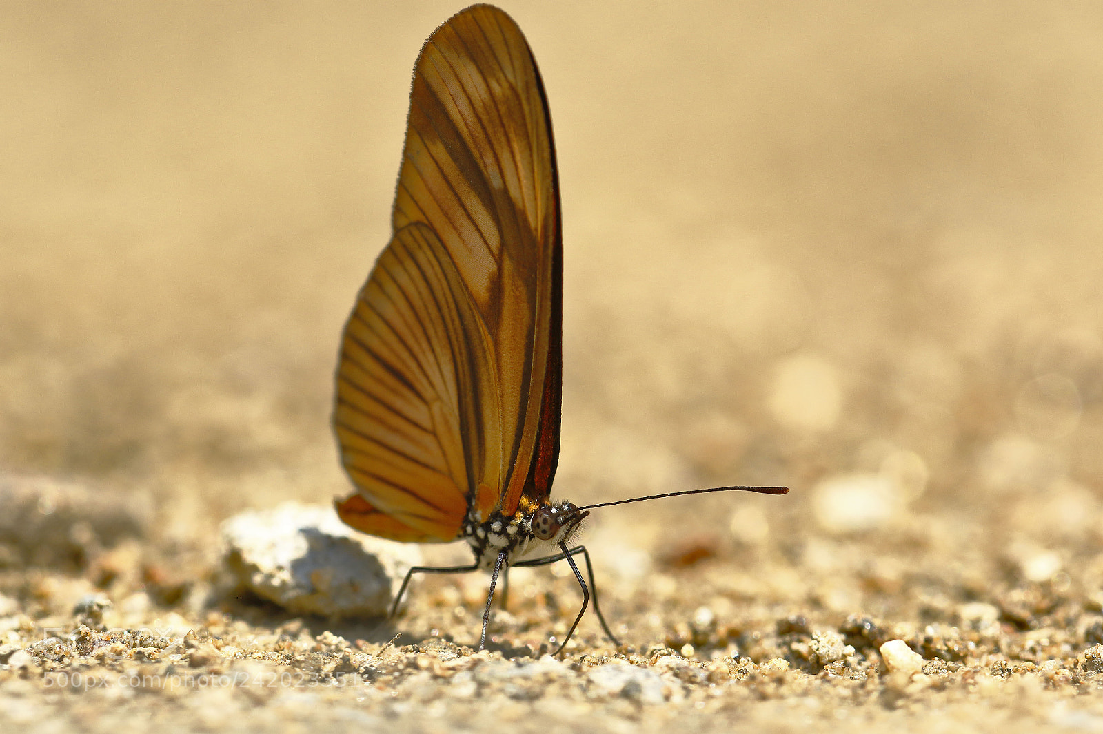 Canon EOS 7D Mark II sample photo. Mariposa (dryas julia) photography