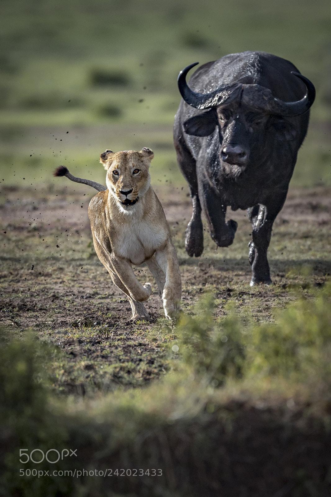Nikon D5 sample photo. Counter attack photography