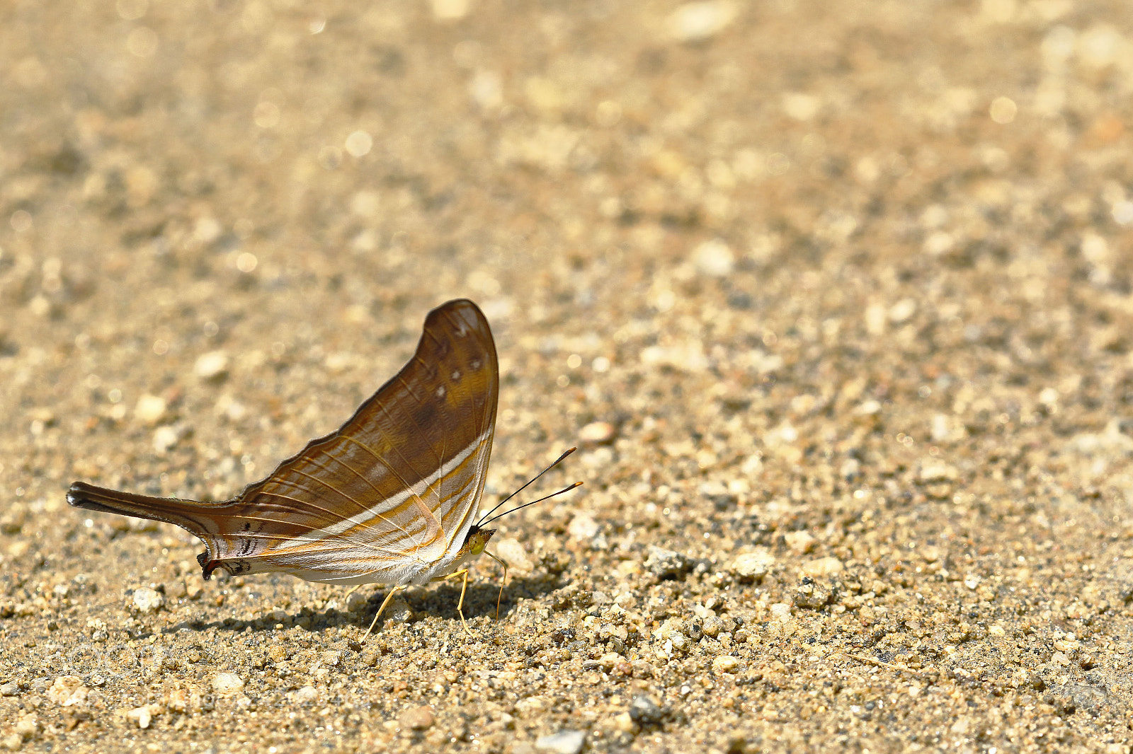 Canon EOS 7D Mark II sample photo. Mariposa (marpesia chiron) photography