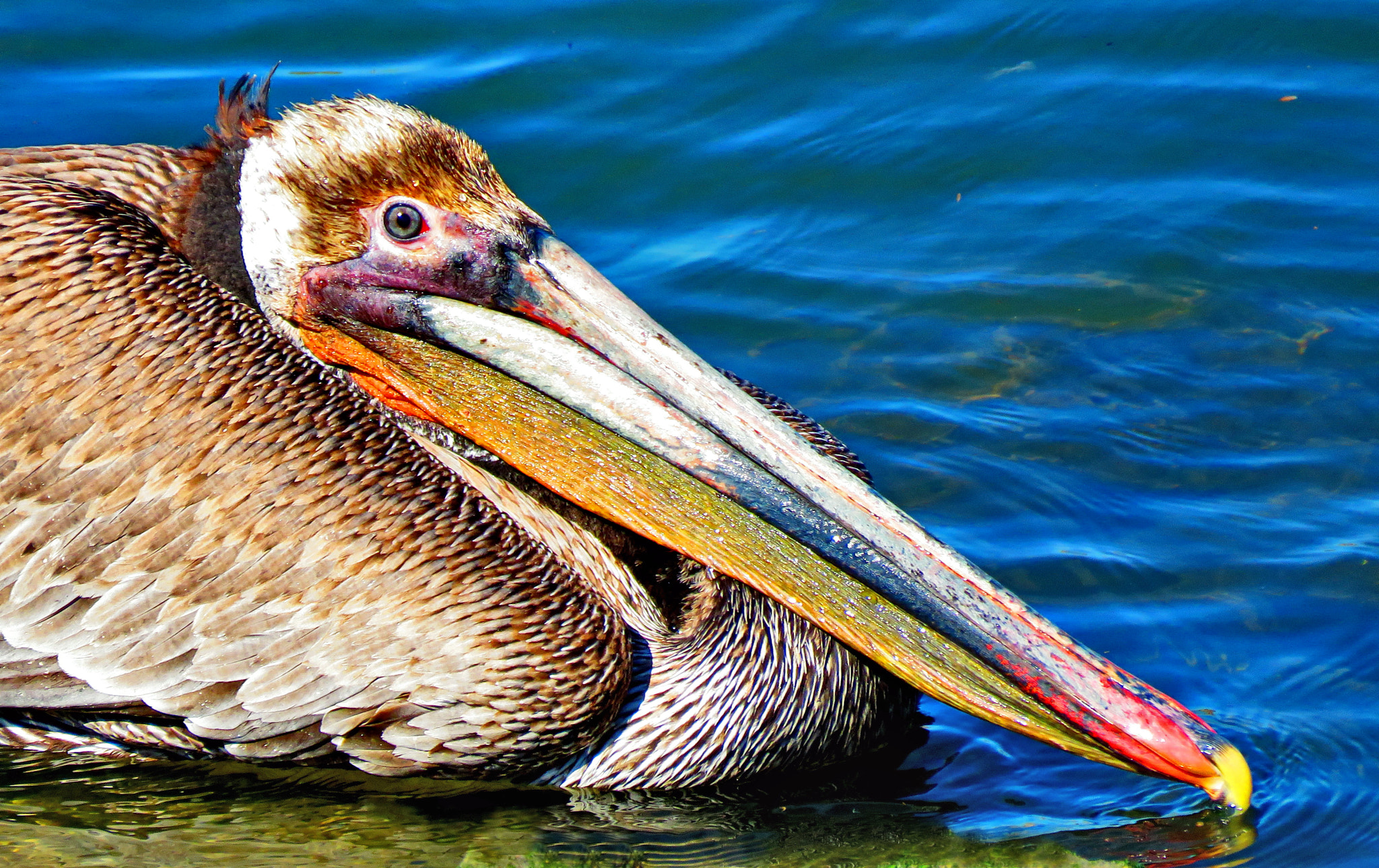 Canon PowerShot SX60 HS + 3.8 - 247.0 mm sample photo. Pelican swimming in the ocean three photography