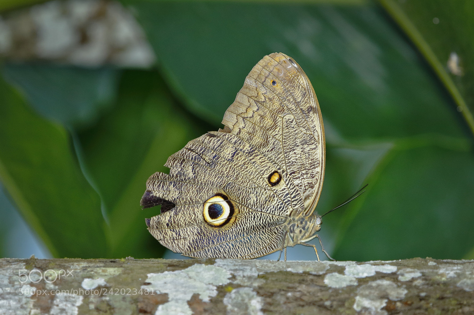 Canon EOS 7D Mark II sample photo. Mariposa ojo de buho photography