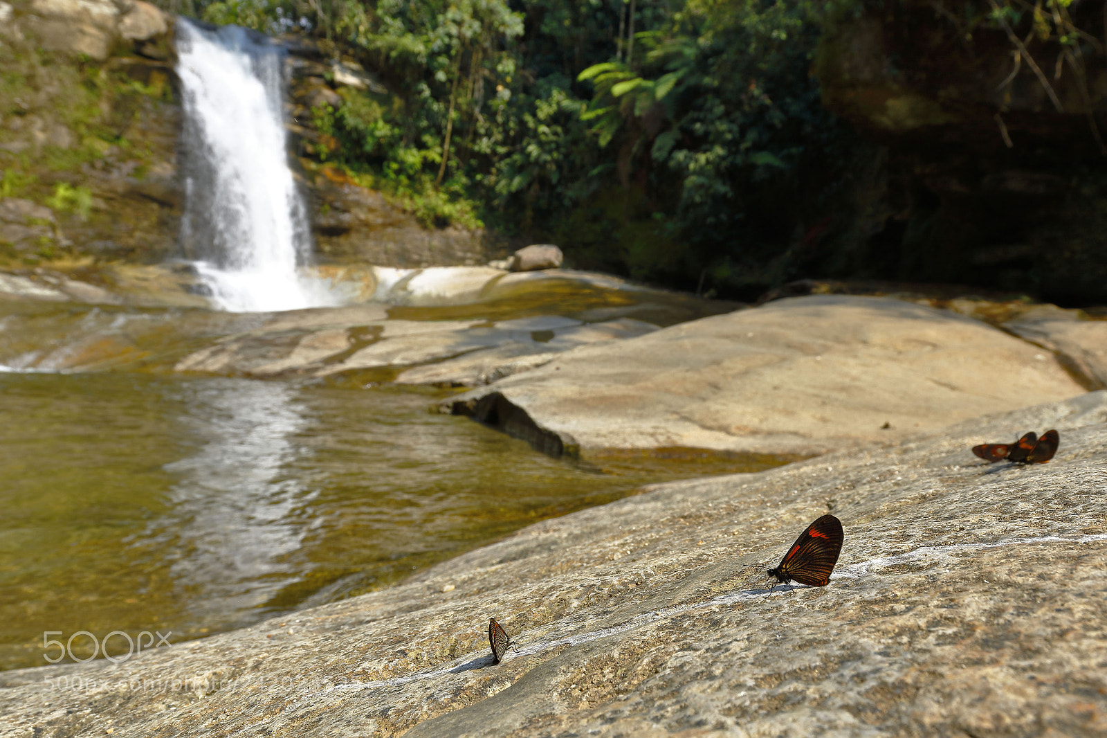 Canon EOS 7D Mark II sample photo. Mariposas en su ambiente photography