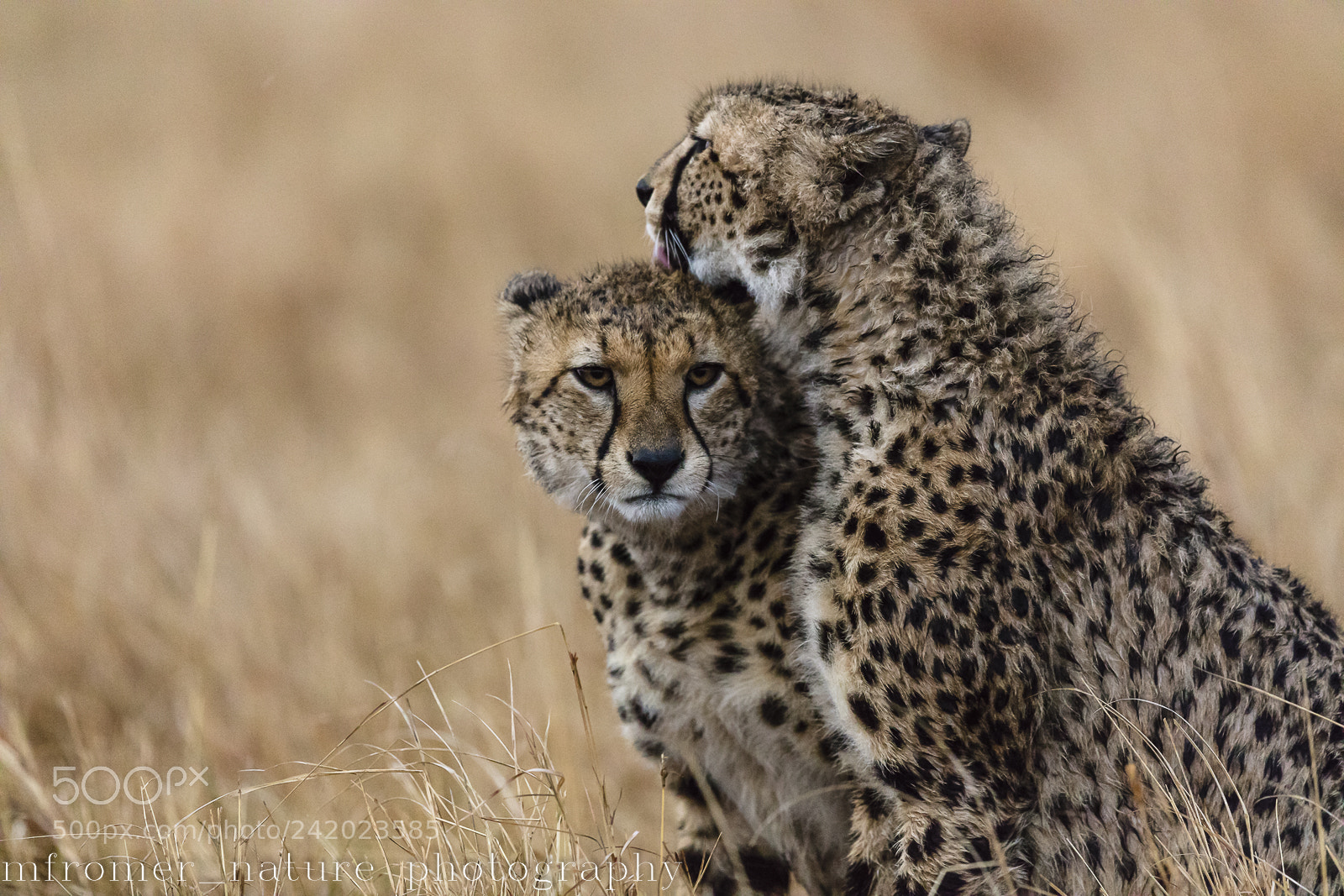 Canon EOS 5DS R sample photo. 2 cheetah brothers photography