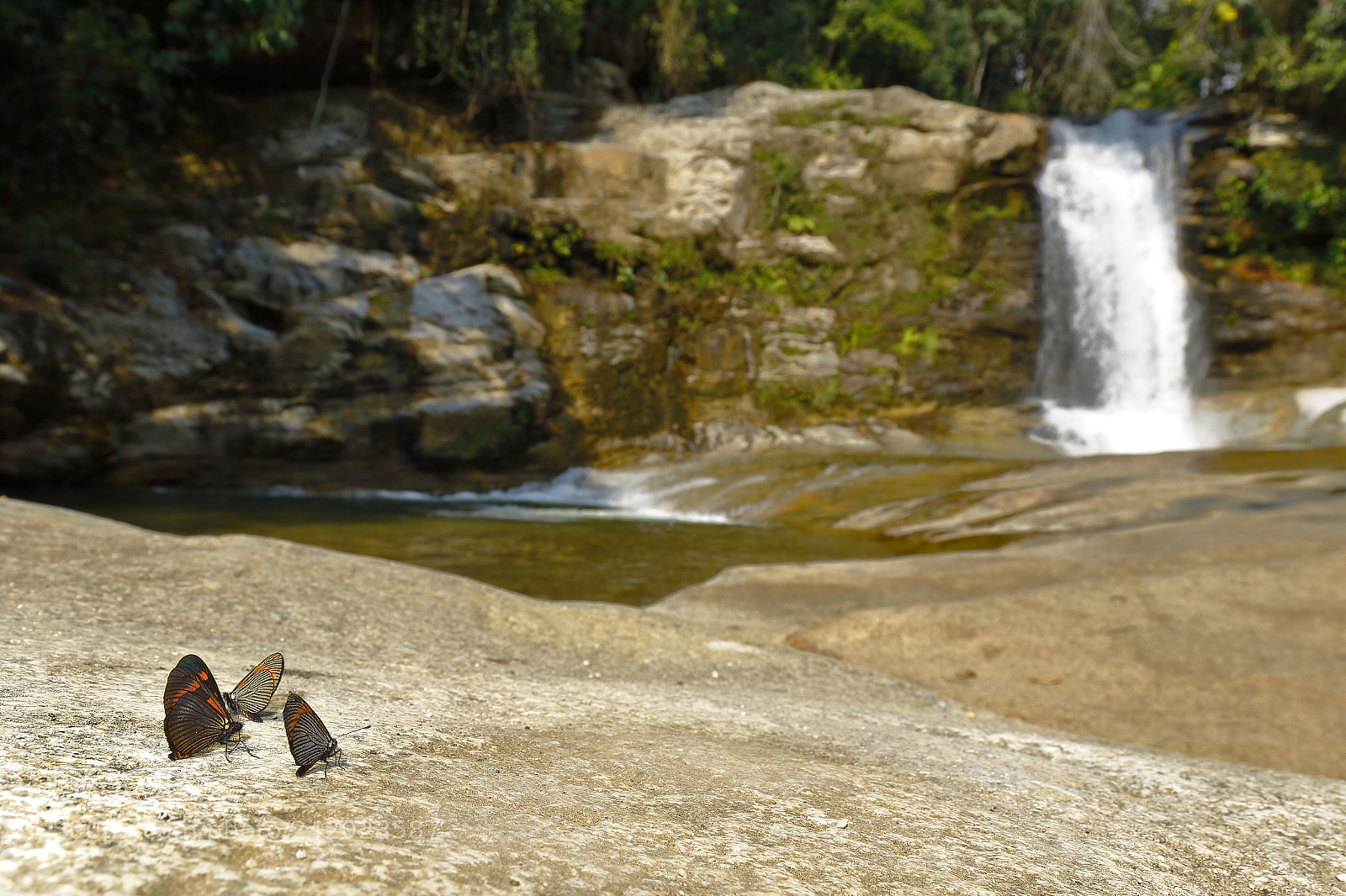 Canon EOS 7D Mark II sample photo. Mariposas en su ambiente photography