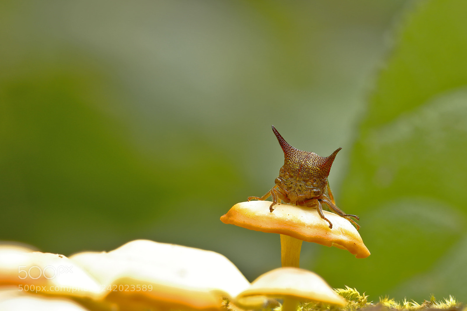 Canon EOS 7D Mark II sample photo. Membracidae sobre seta photography