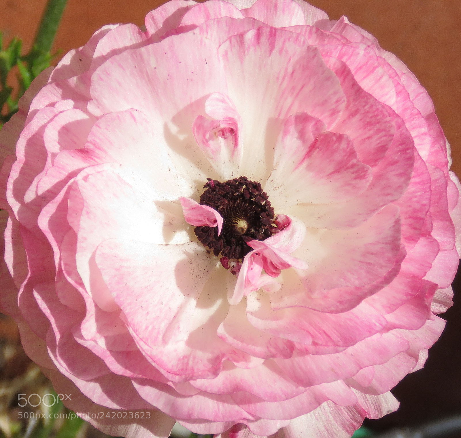 Canon PowerShot SX60 HS sample photo. A nice pink carnation photography