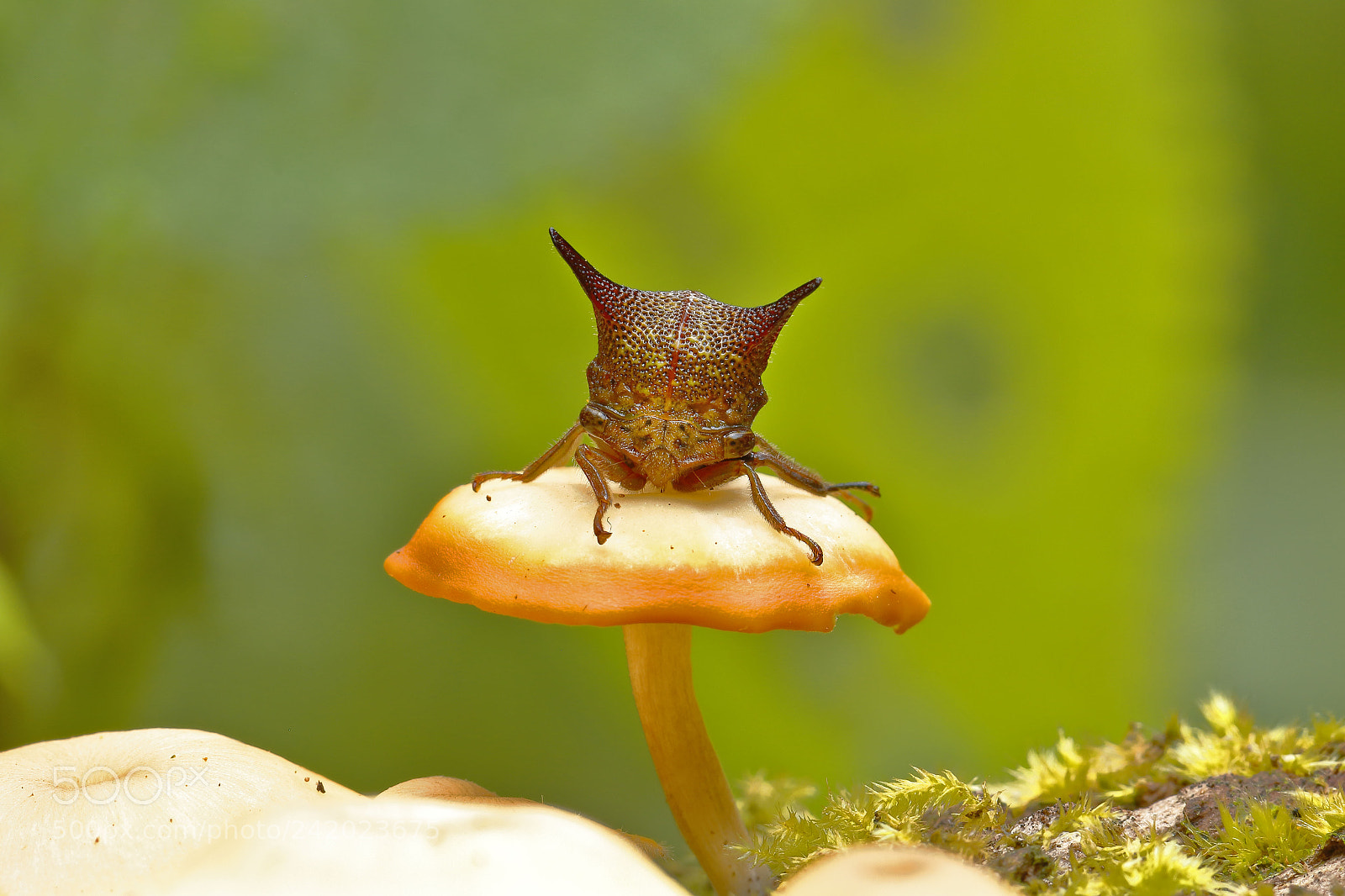 Canon EOS 7D Mark II sample photo. Membracidae sobre seta photography