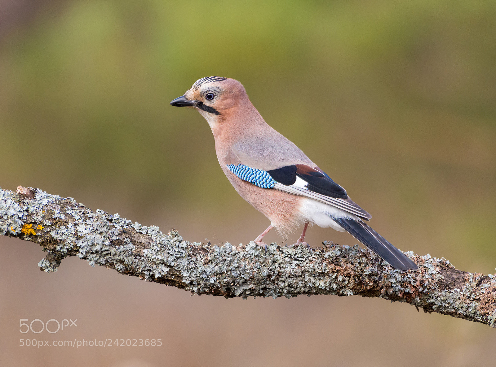 Nikon D7200 sample photo. Eurasian jay photography