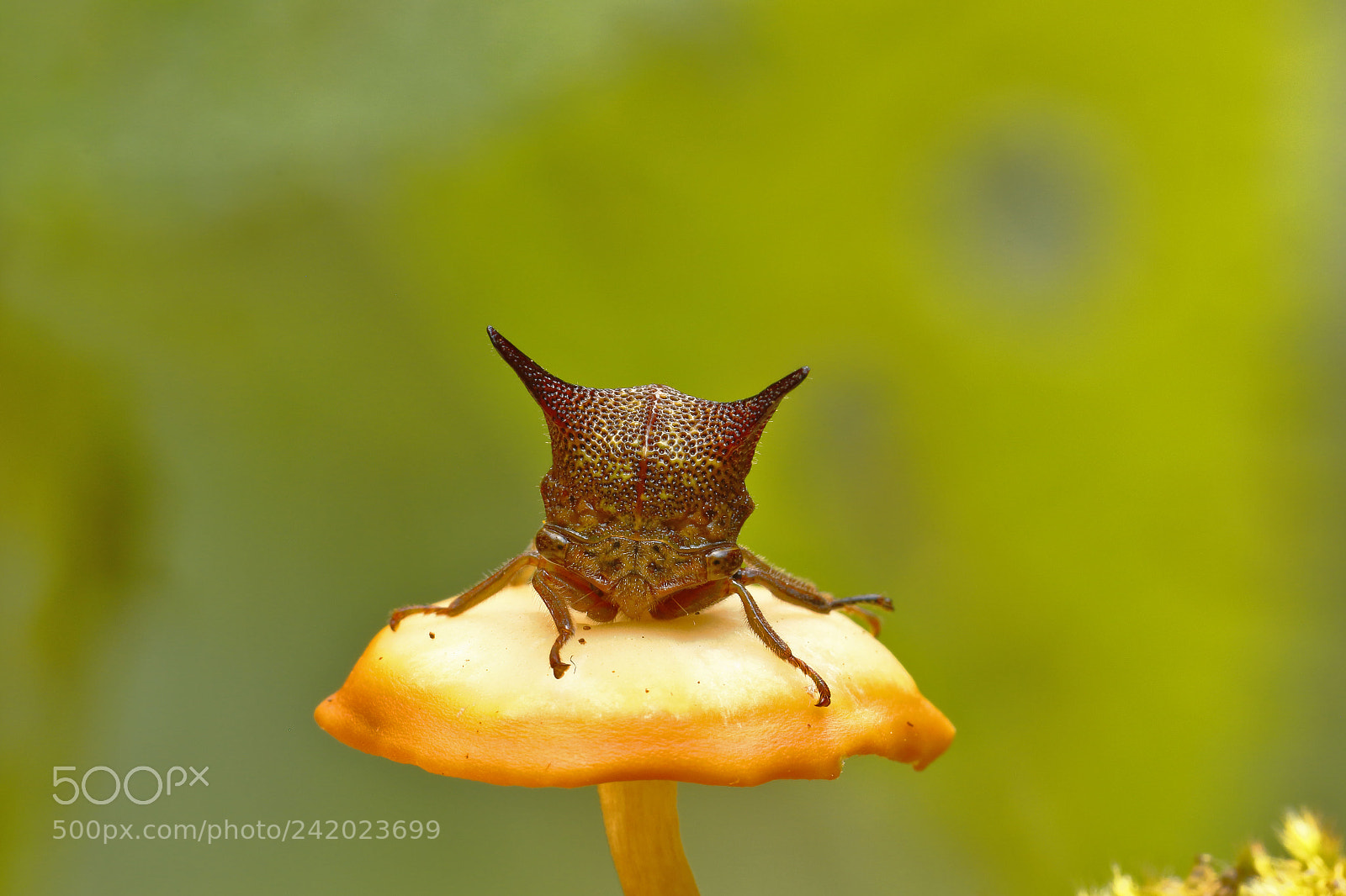Canon EOS 7D Mark II sample photo. Membracidae sobre seta photography