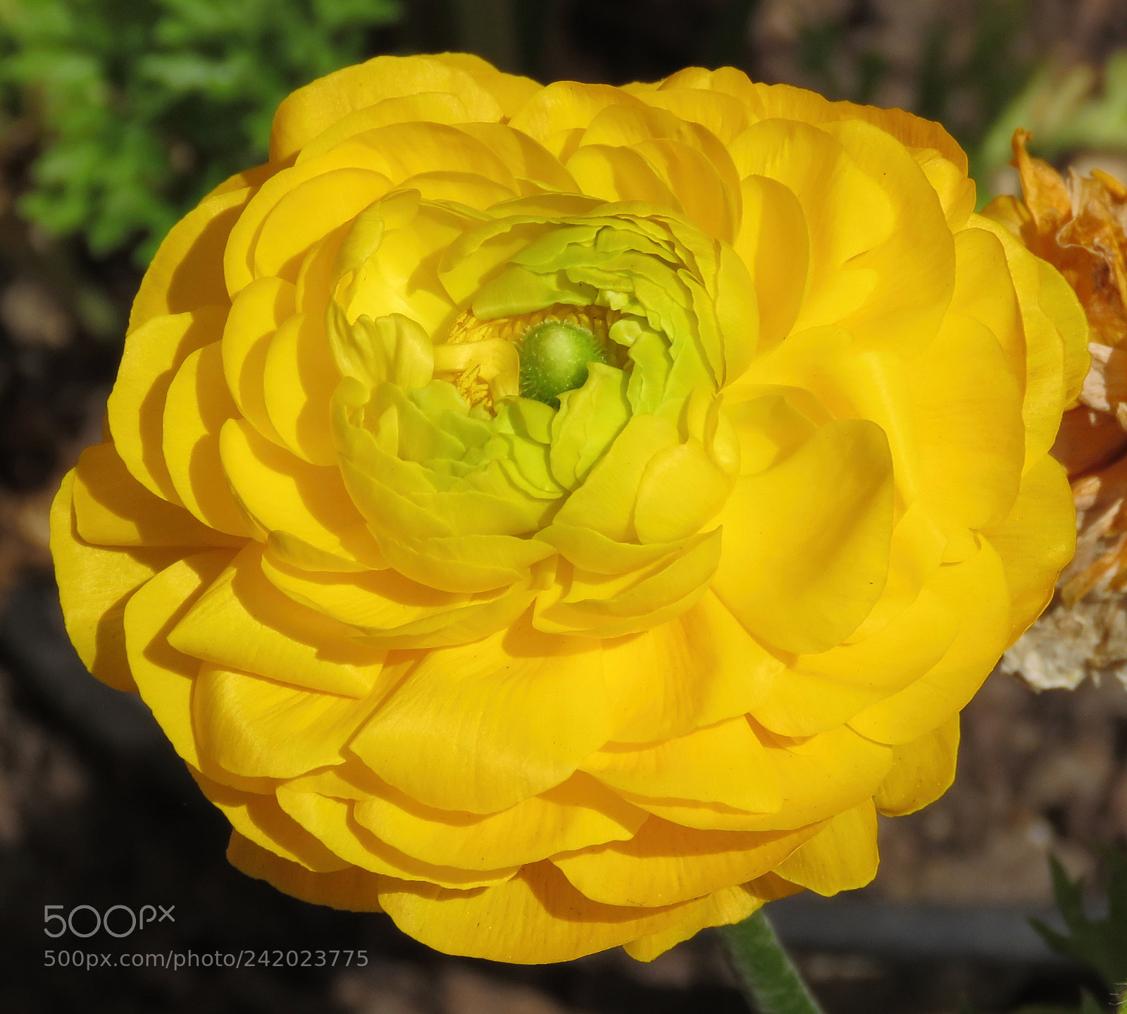 Canon PowerShot SX60 HS sample photo. A gold carnation flower photography