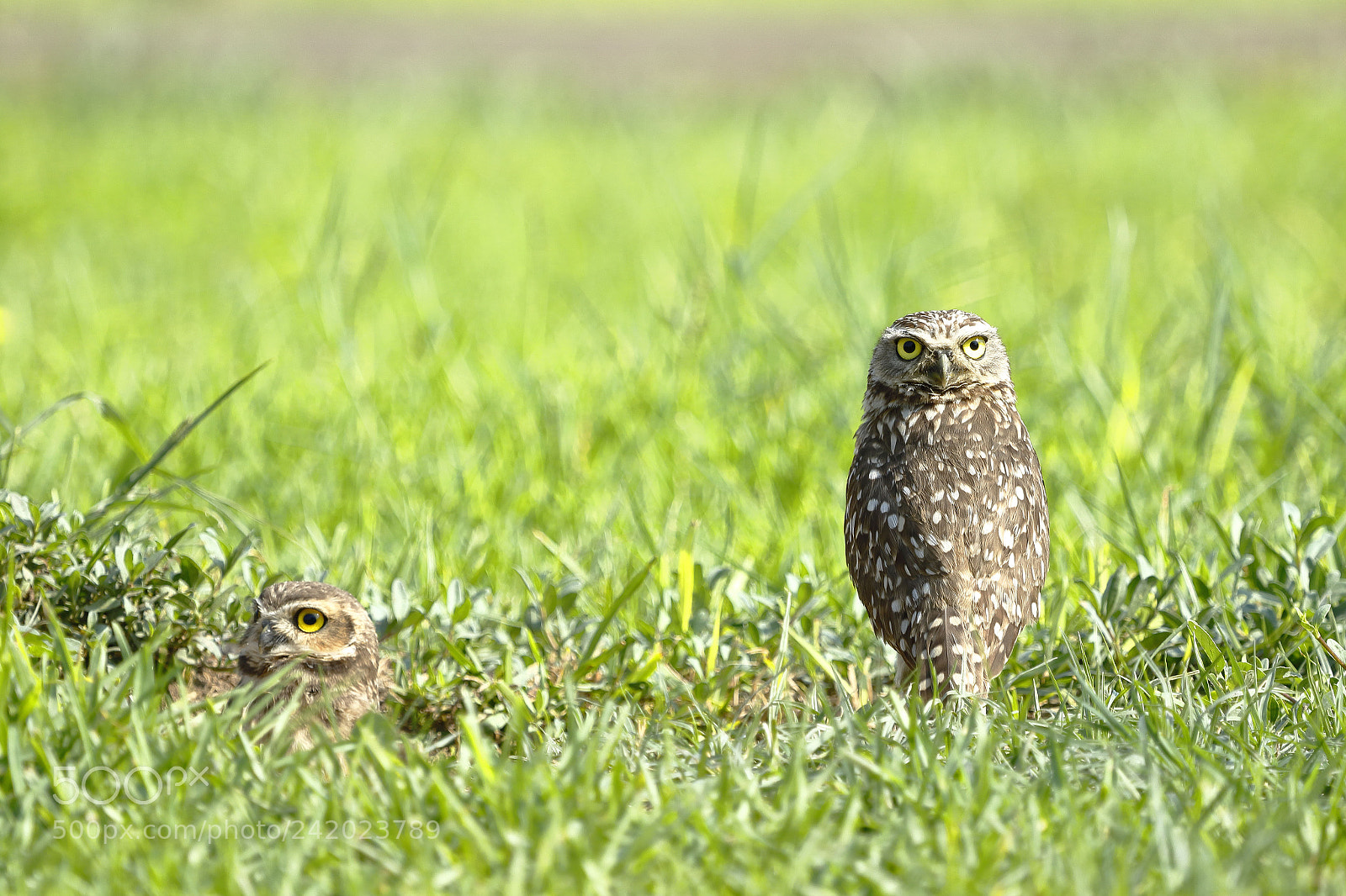 Canon EOS 7D Mark II sample photo. Mochuelo (athene cunicularia) photography