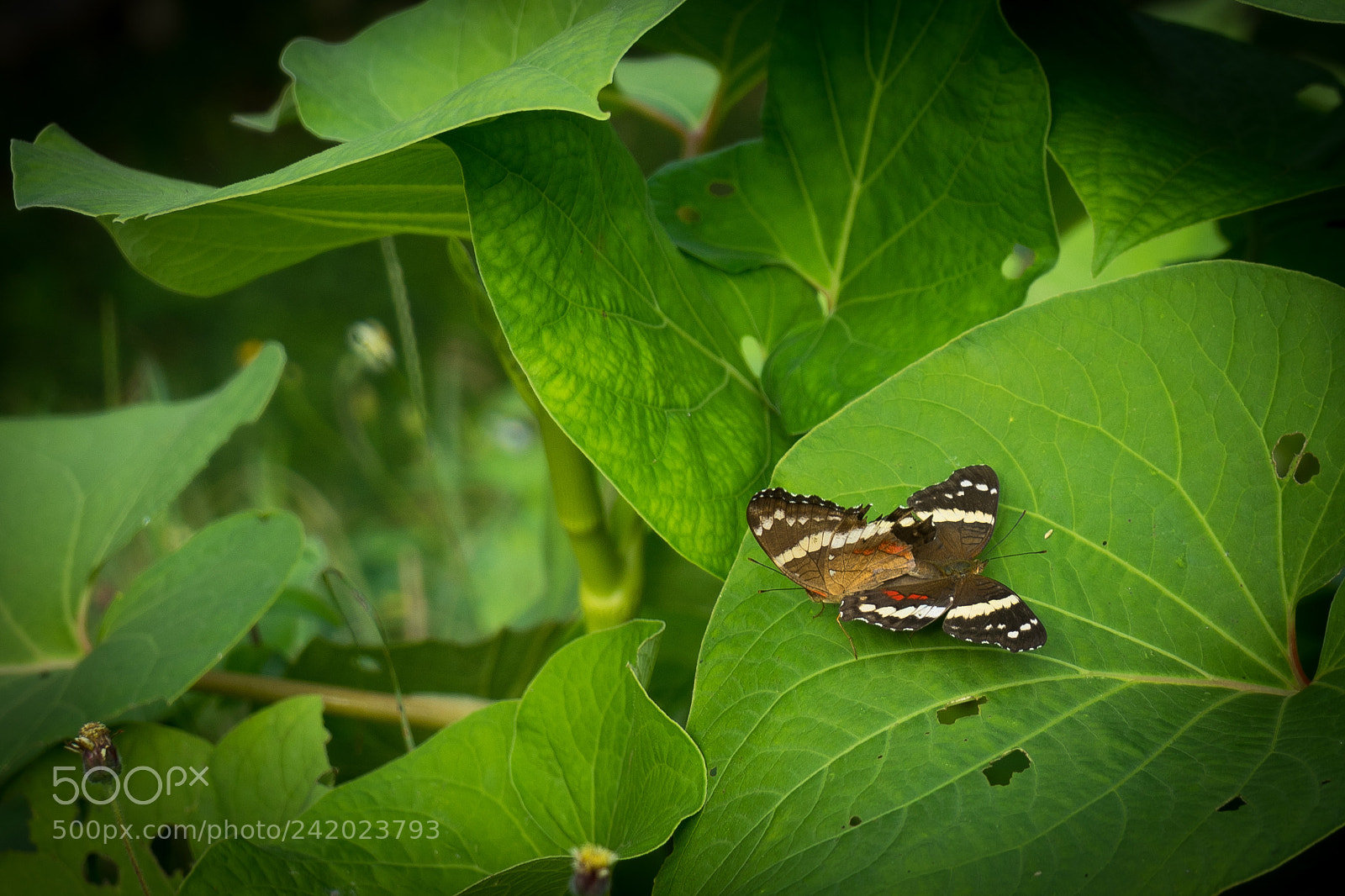 Sony a7 II sample photo. Butterflies in palenque photography