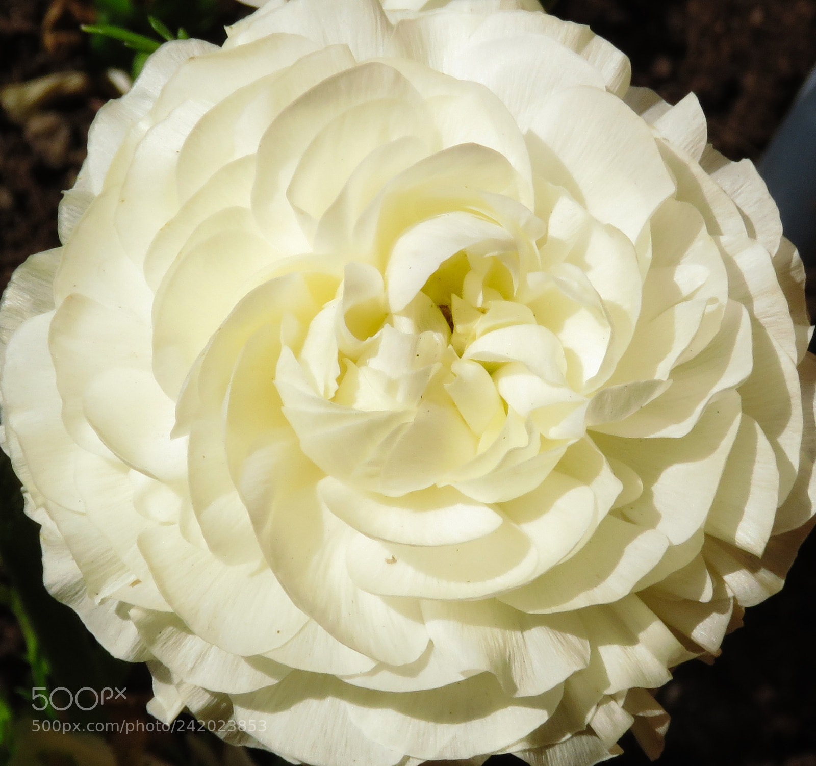 Canon PowerShot SX60 HS sample photo. A white carnation flower photography