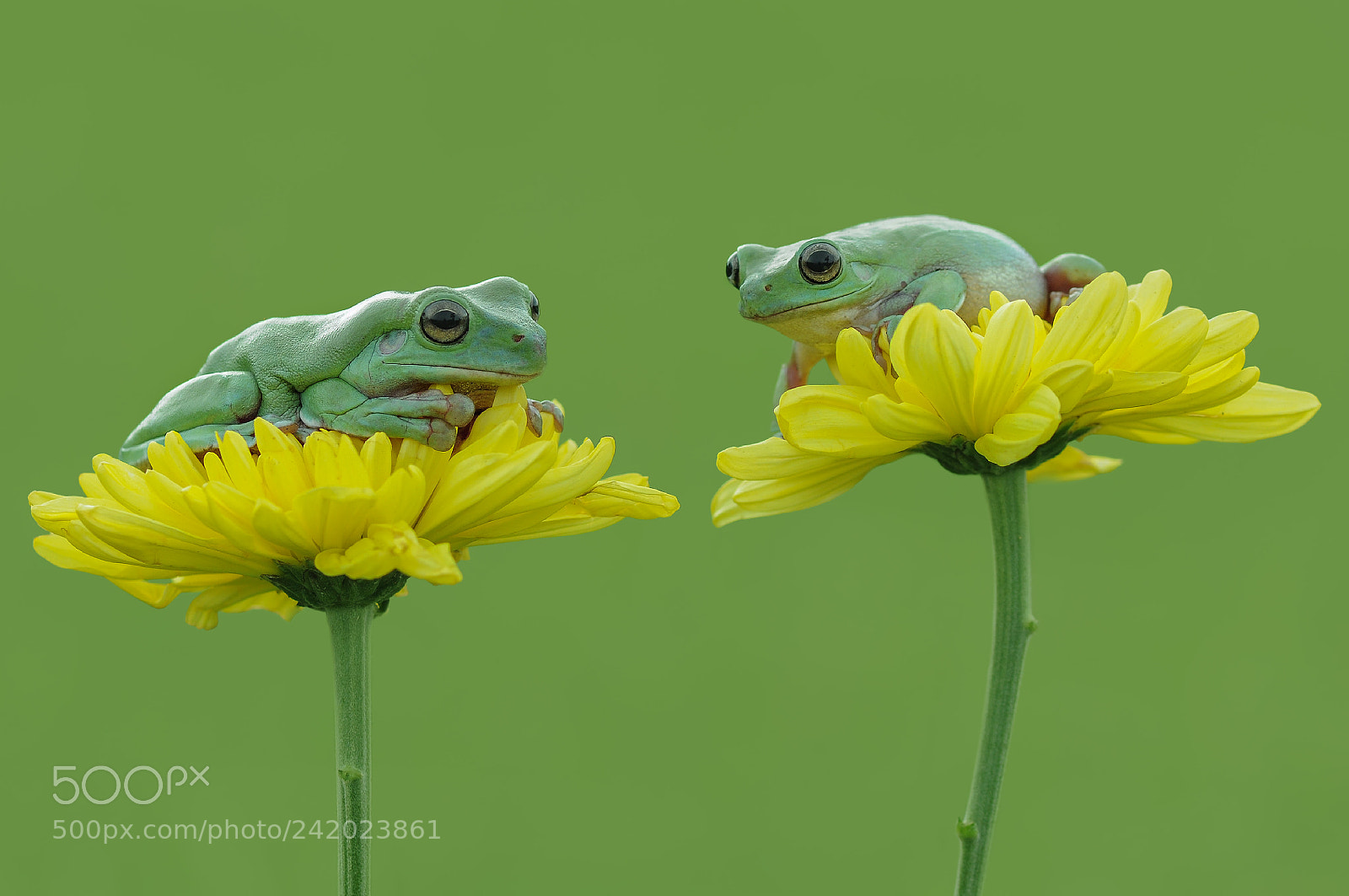 Nikon D90 sample photo. Two frog, frog, two photography