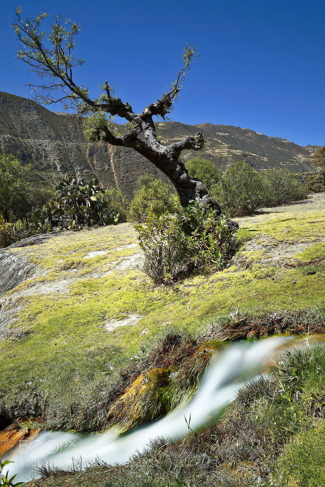 Canon EOS 7D Mark II sample photo. Molle y riachuelo photography