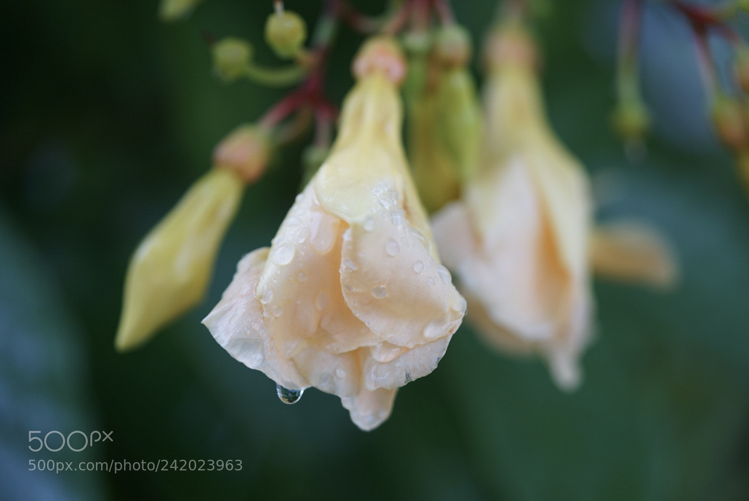 Sony a7 II sample photo. Rain drop on flower photography