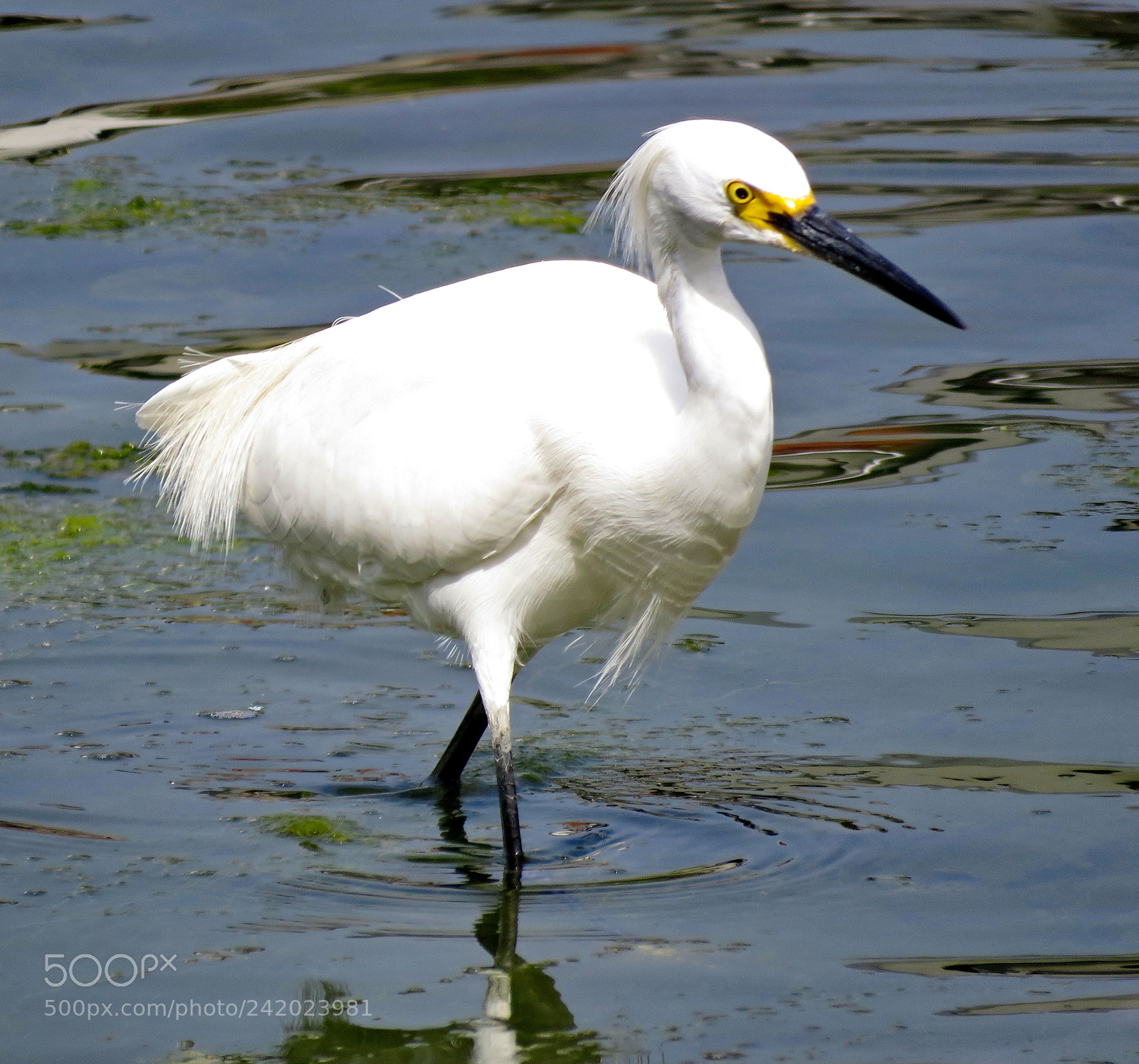 Canon PowerShot SX60 HS sample photo. A white egret walking photography
