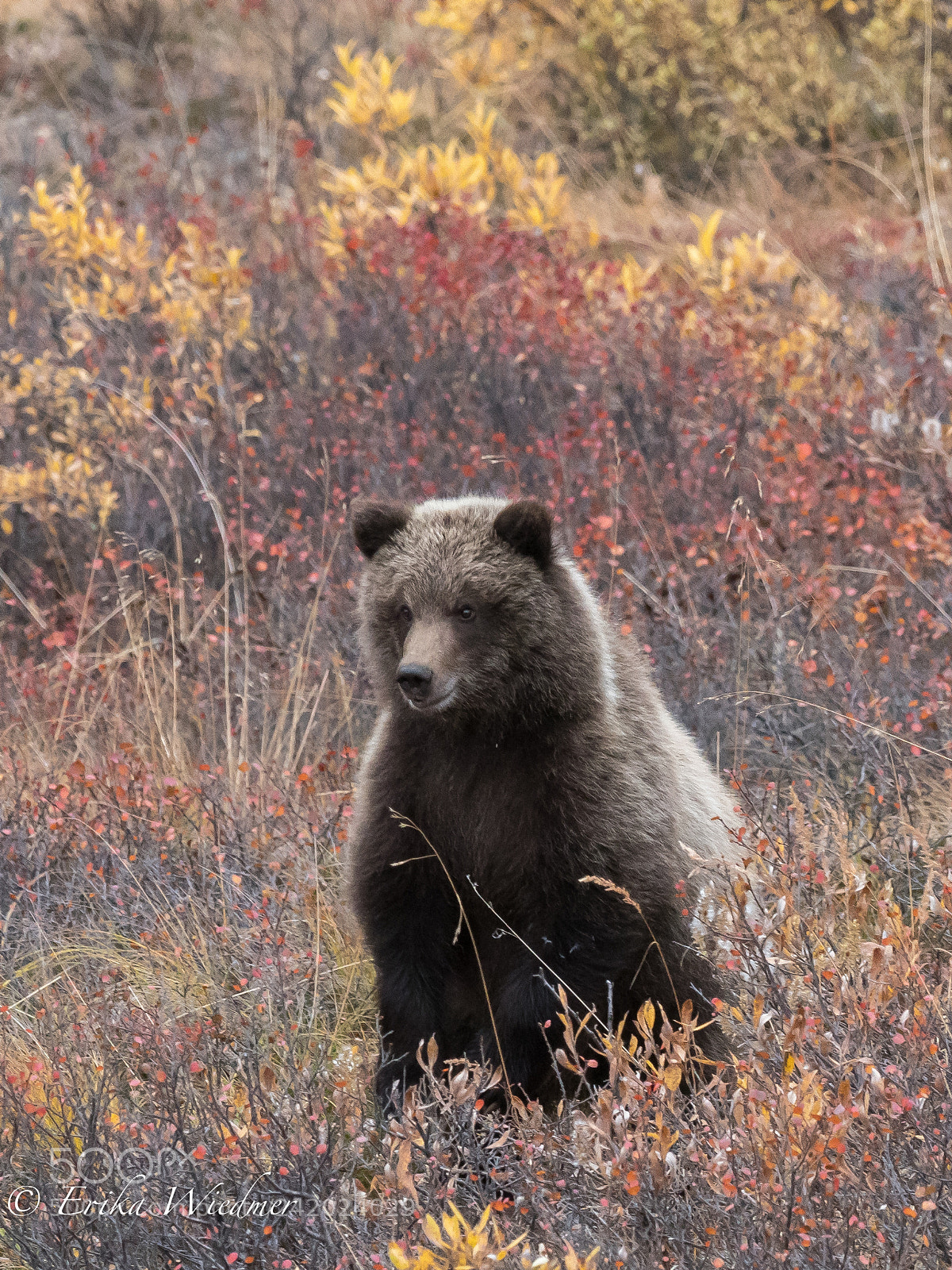 Olympus OM-D E-M1 Mark II sample photo. Junger grizzly! photography