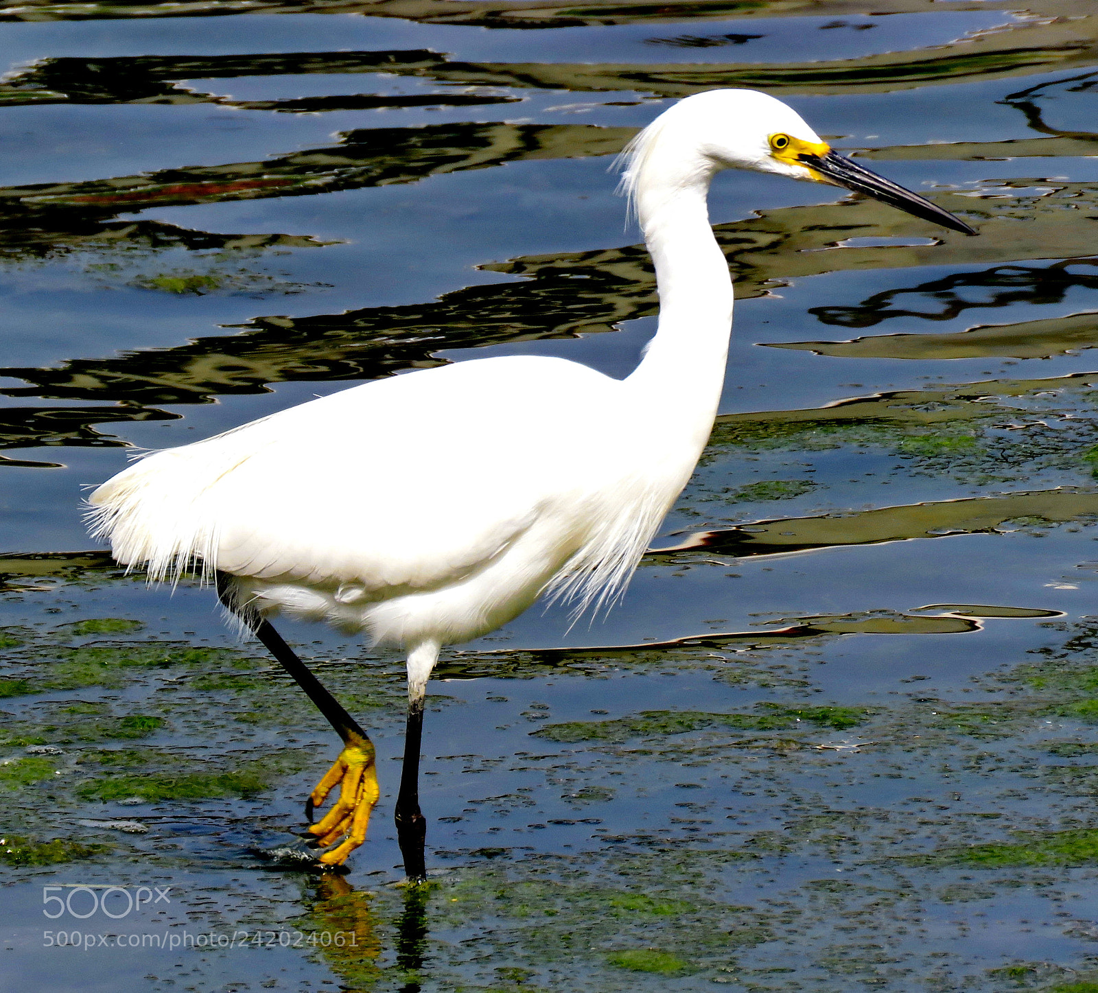 Canon PowerShot SX60 HS sample photo. A white egret walking photography