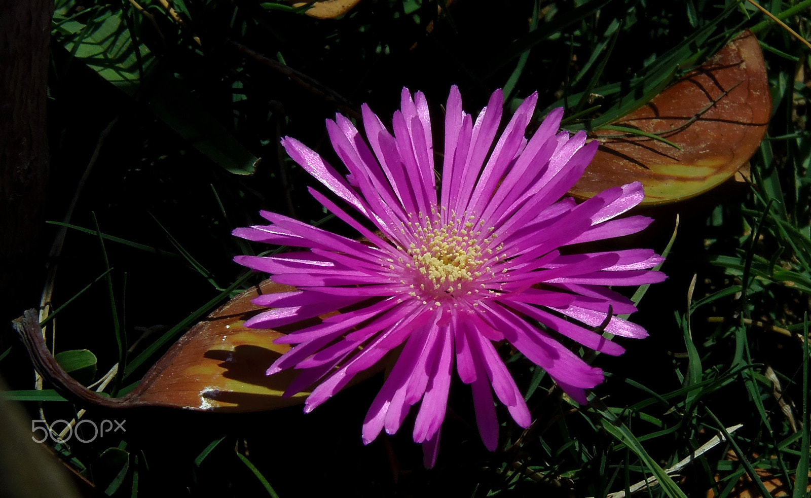 Olympus SP-810UZ sample photo. Ice plant photography