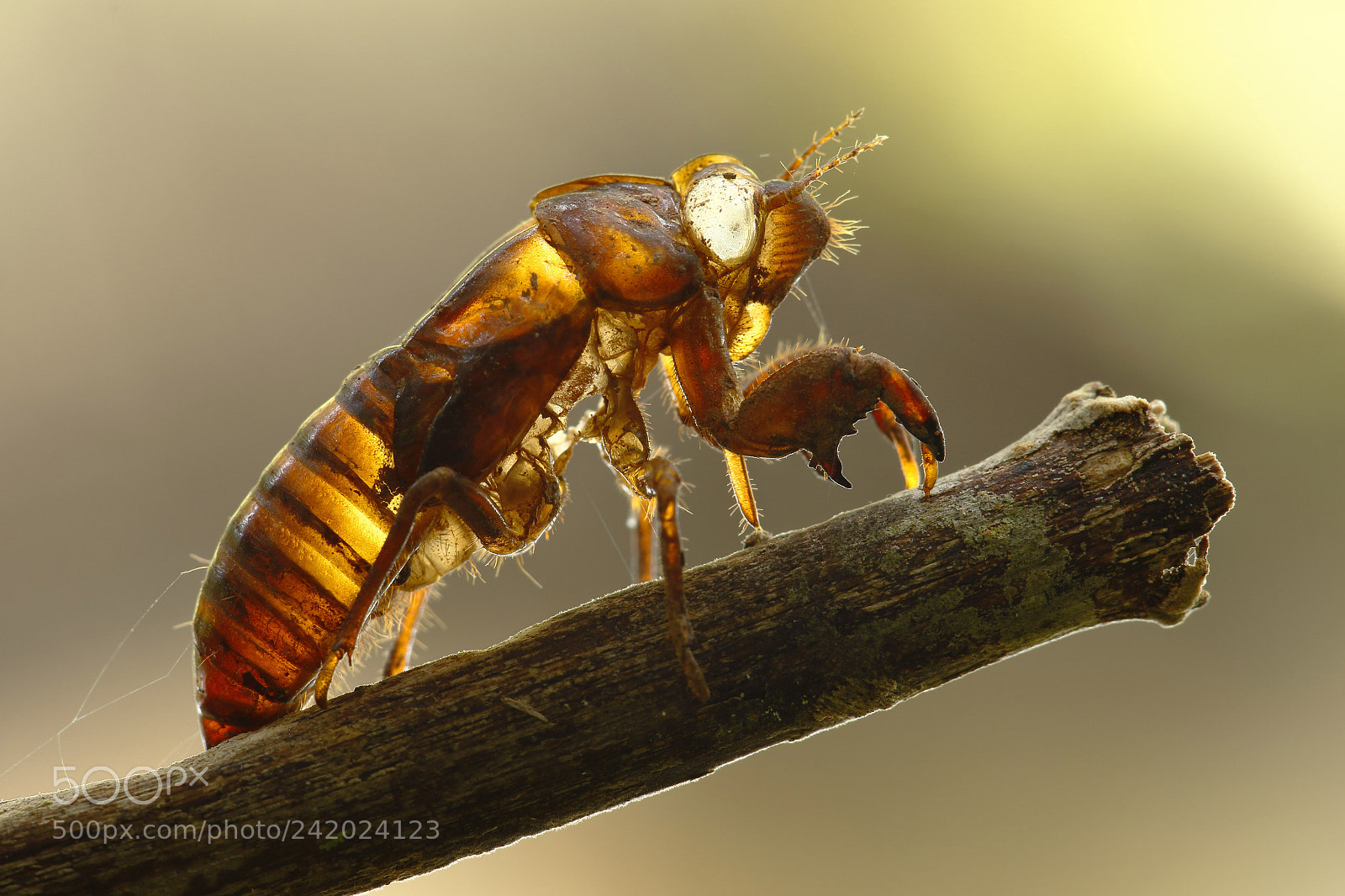 Canon EOS 7D Mark II sample photo. Muda de exoesqueleto photography