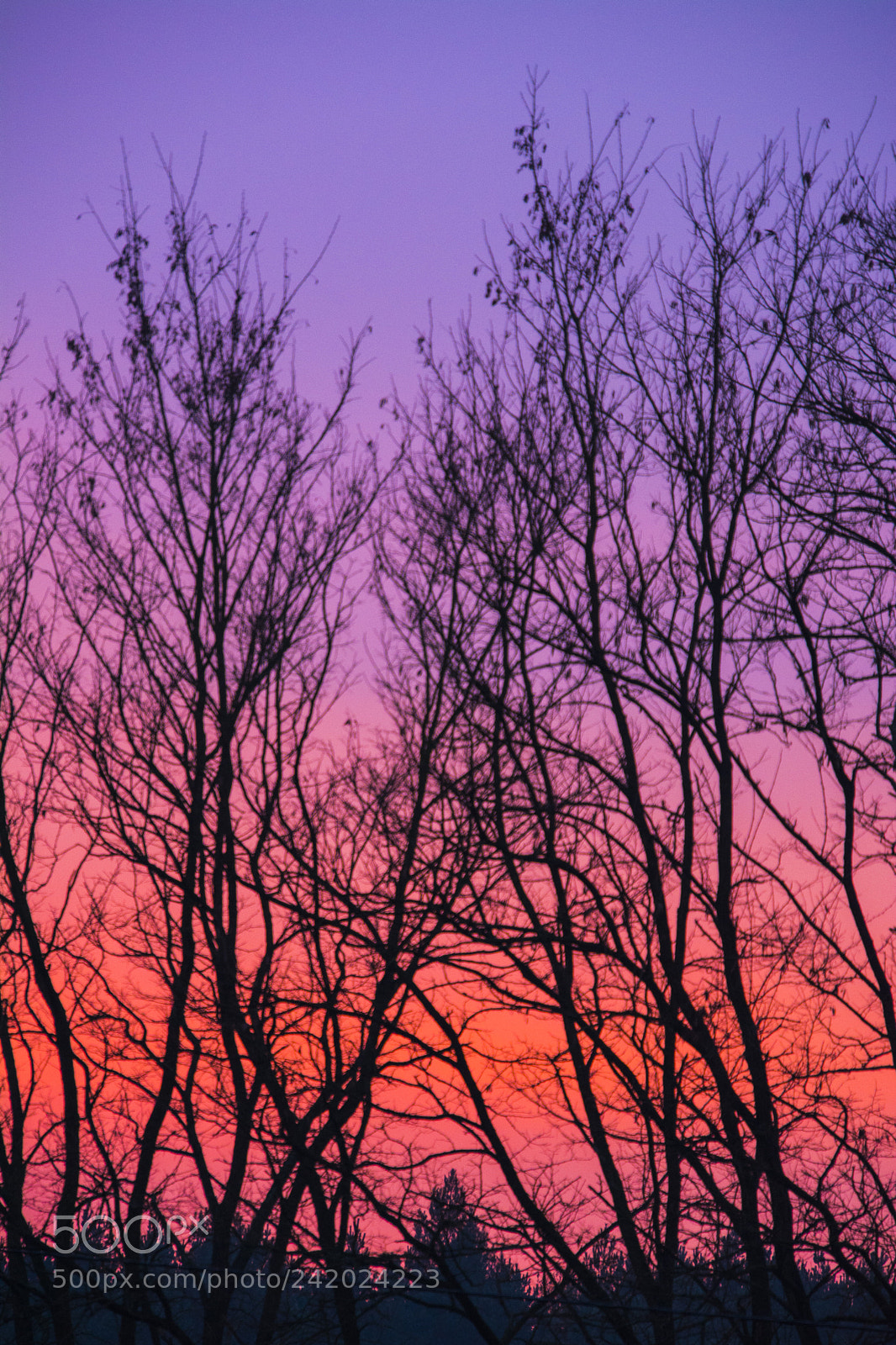 Nikon D7100 sample photo. Pink 10.1.2018 photography