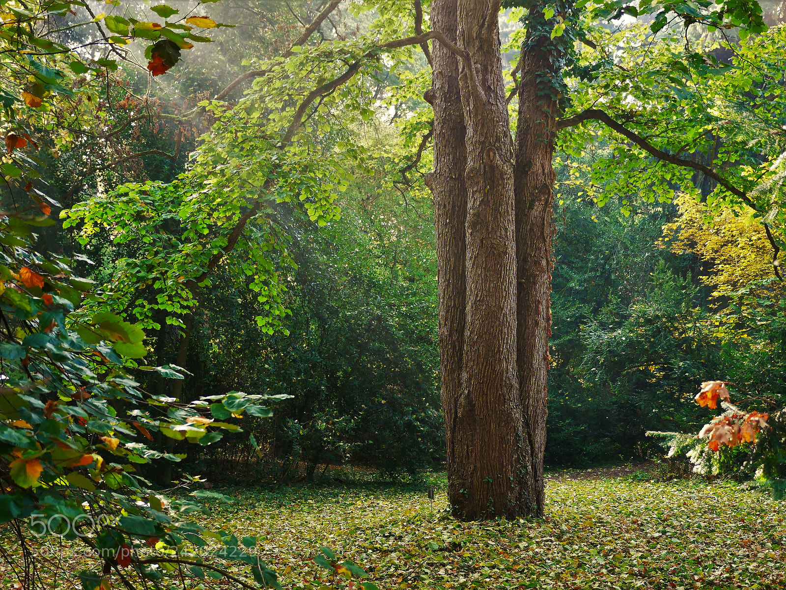 Panasonic Lumix DMC-GX85 (Lumix DMC-GX80 / Lumix DMC-GX7 Mark II) sample photo. Yellowing of the leaves photography