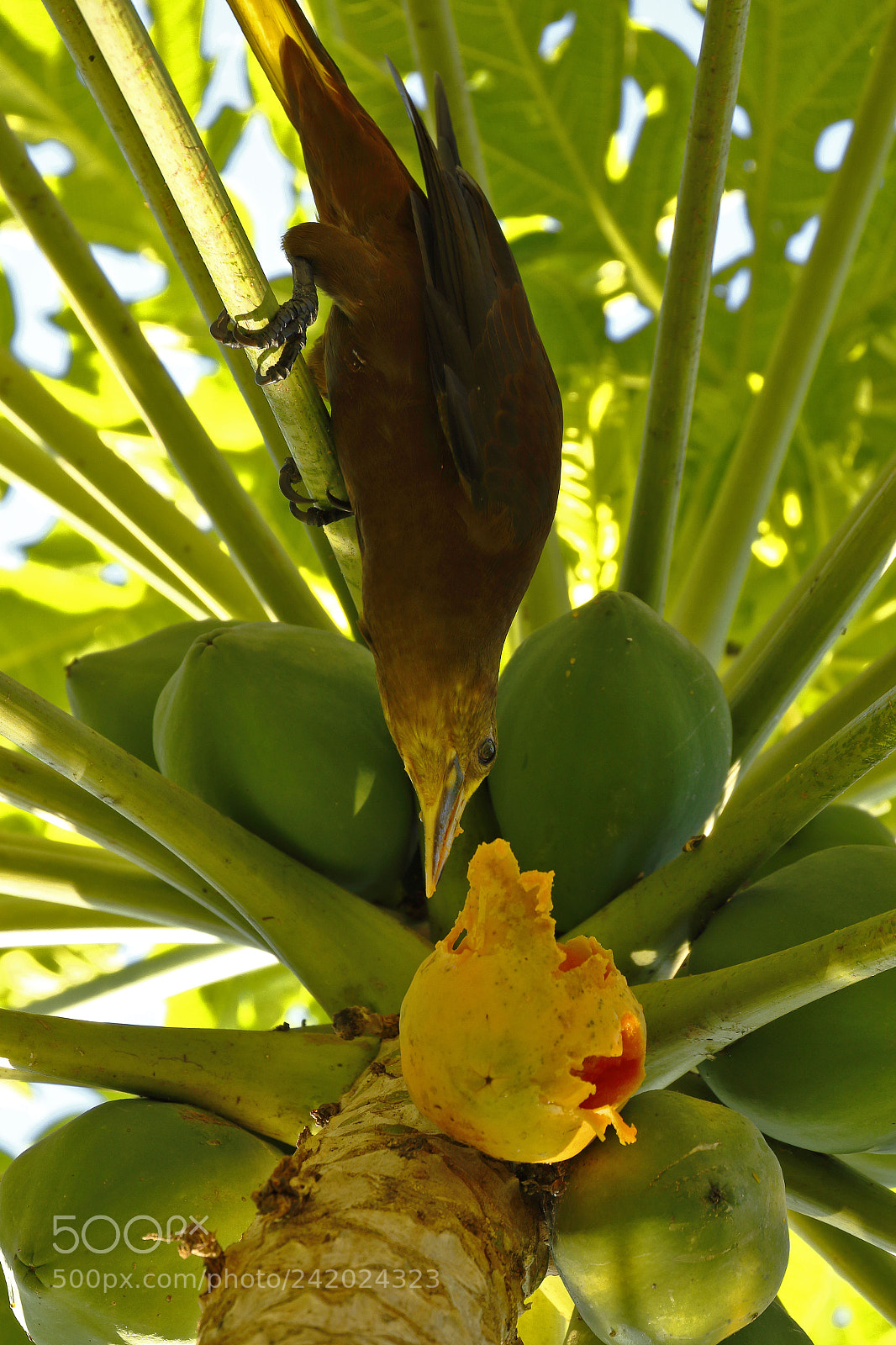 Canon EOS 7D Mark II sample photo. Oropendola variable (psarocolius angustifrons) photography