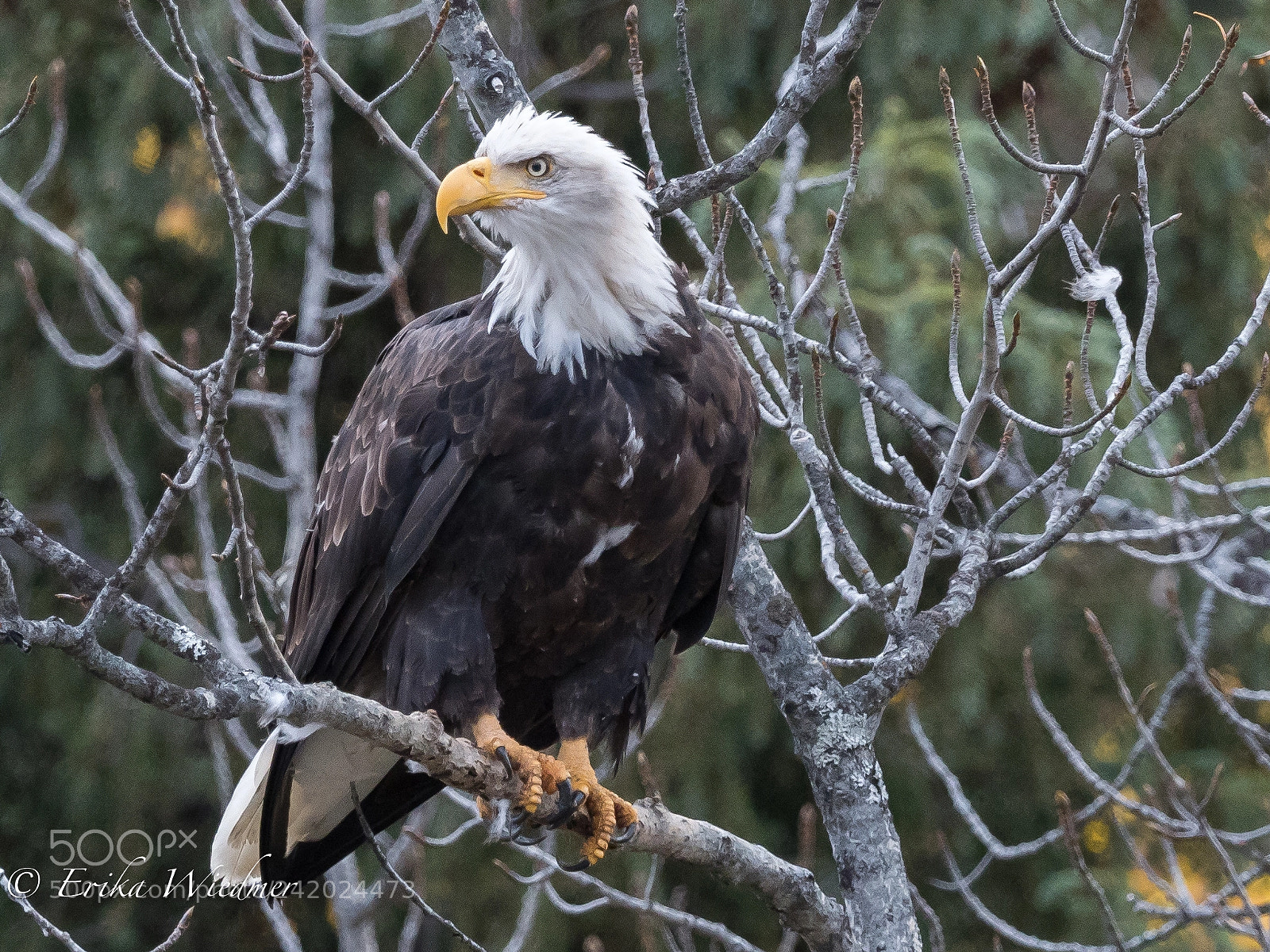 Olympus OM-D E-M1 Mark II sample photo. Weisskopfseeadler! photography