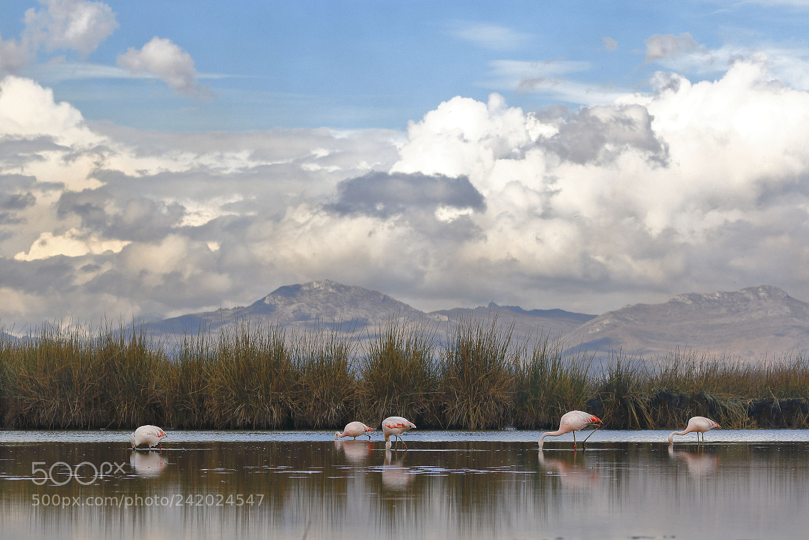 Canon EOS 7D Mark II sample photo. Paisaje con flamencos phoenicopterus photography