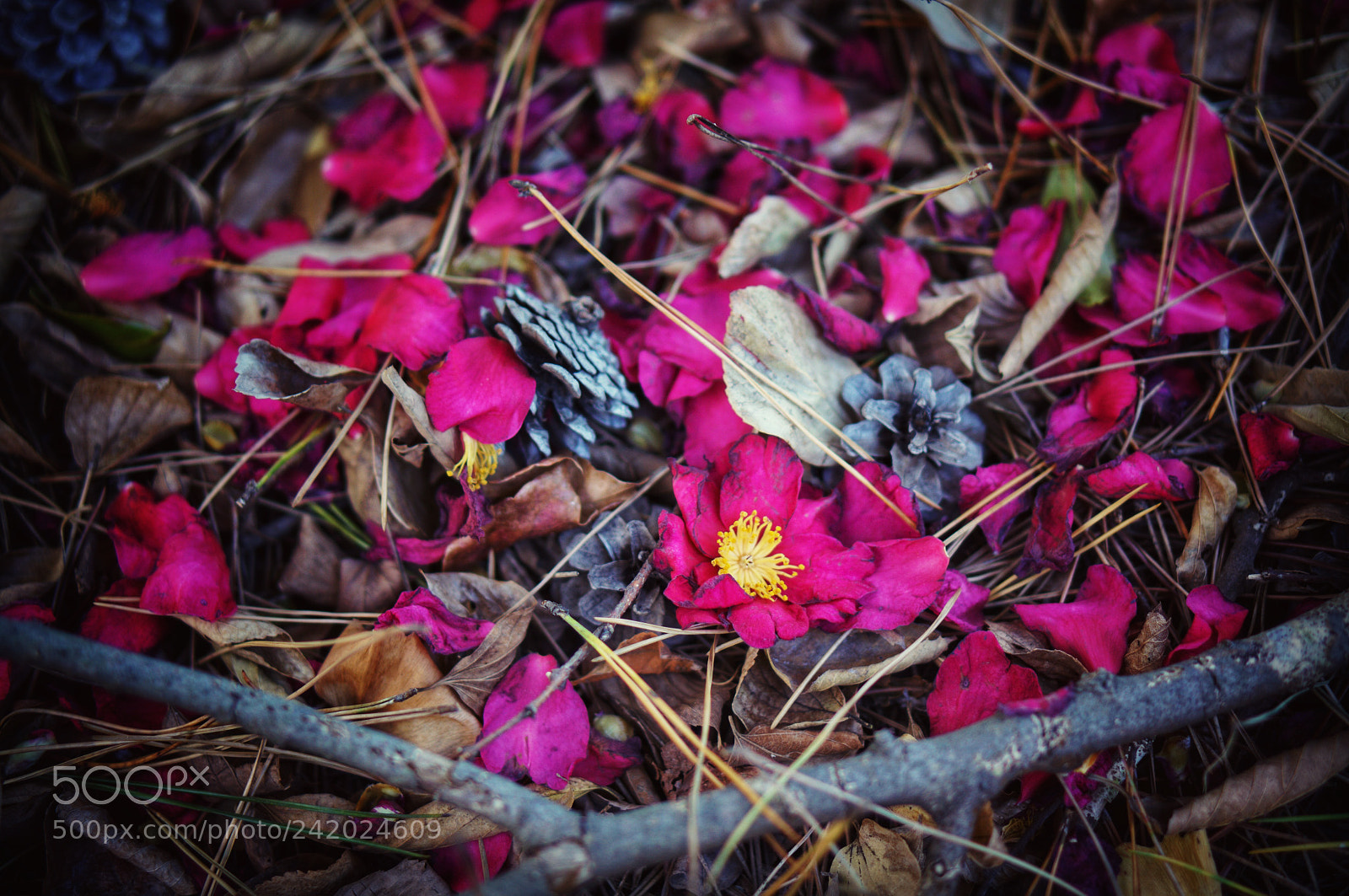Sony Alpha NEX-6 sample photo. Scattered flowers photography
