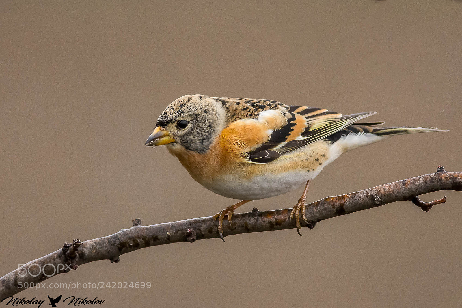 Nikon D7200 sample photo. Планинска чинка fringilla montifringilla photography