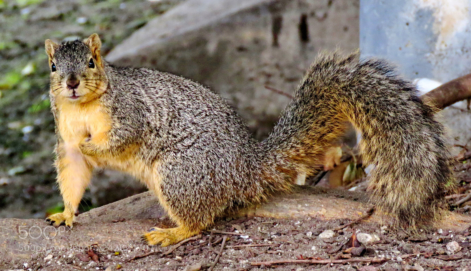 Canon PowerShot SX60 HS sample photo. Squirrel looking at you photography
