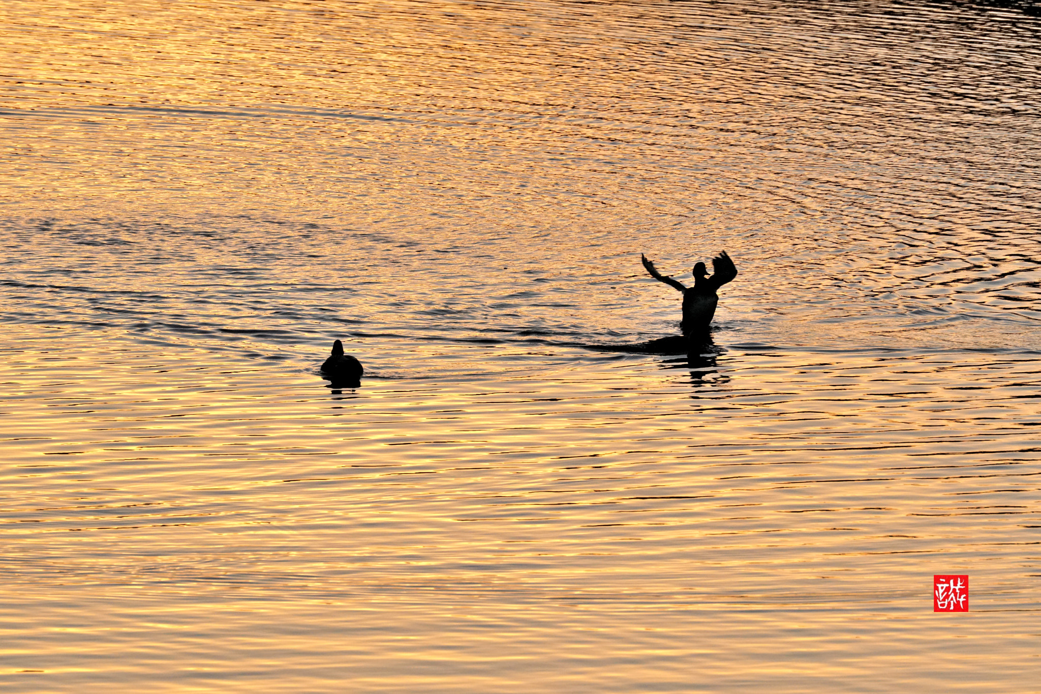 Sony FE 70-300mm F4.5-5.6 G OSS sample photo. Golden hour 0110 photography