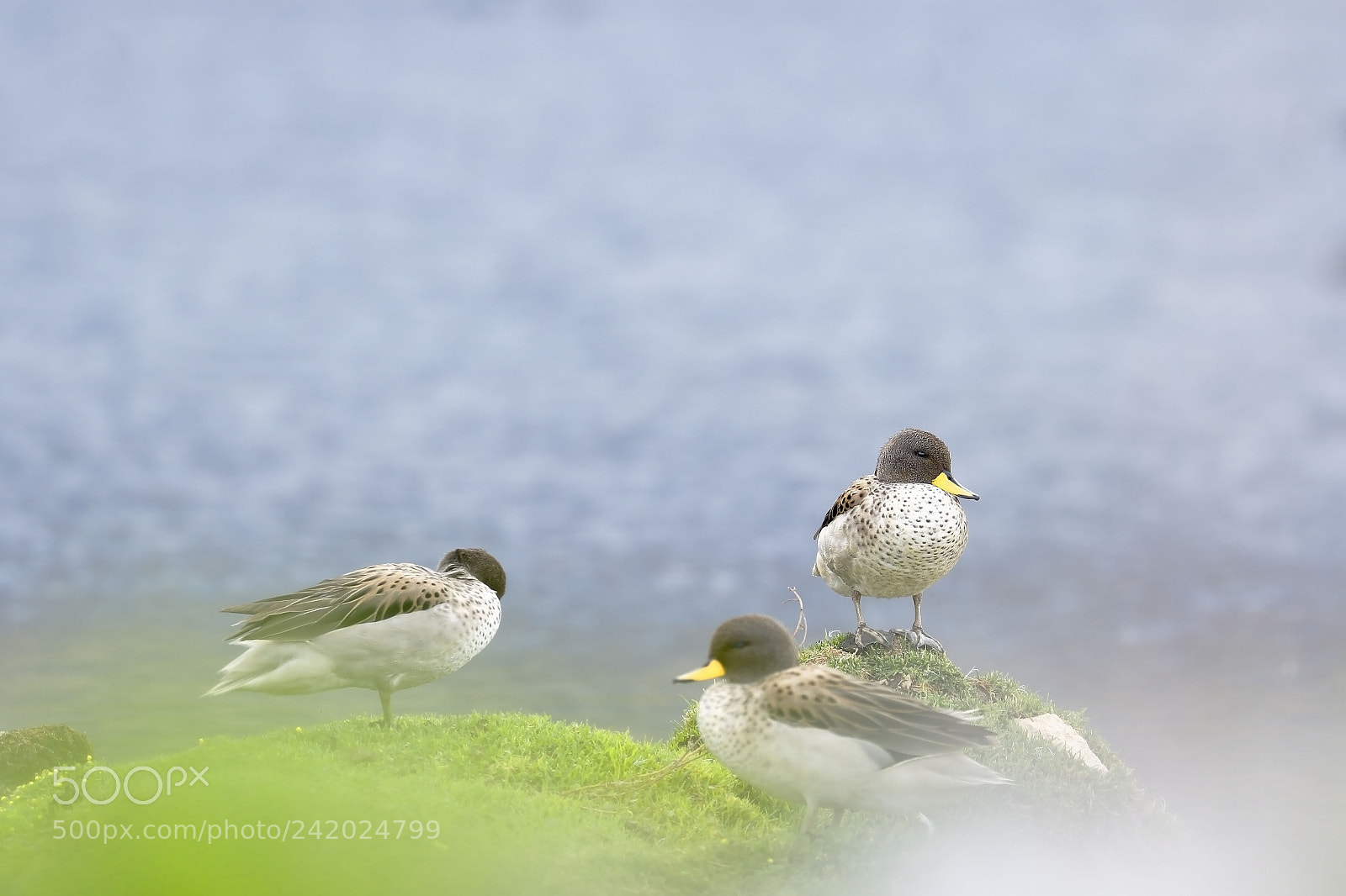 Canon EOS 7D Mark II sample photo. Pato barcino (anas flavirostris) photography