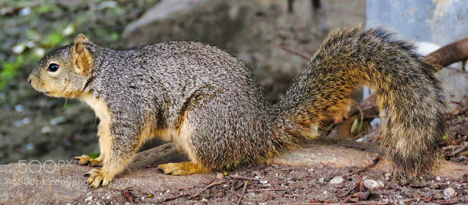 Canon PowerShot SX60 HS sample photo. Squirrel walking in the photography