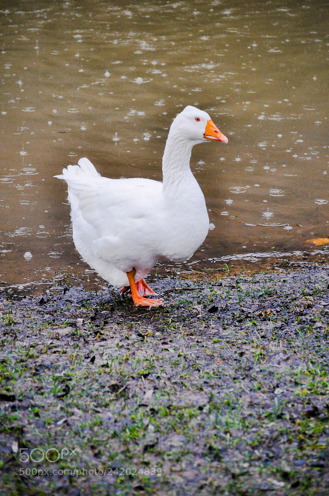 Nikon D5000 sample photo. Untitled photography